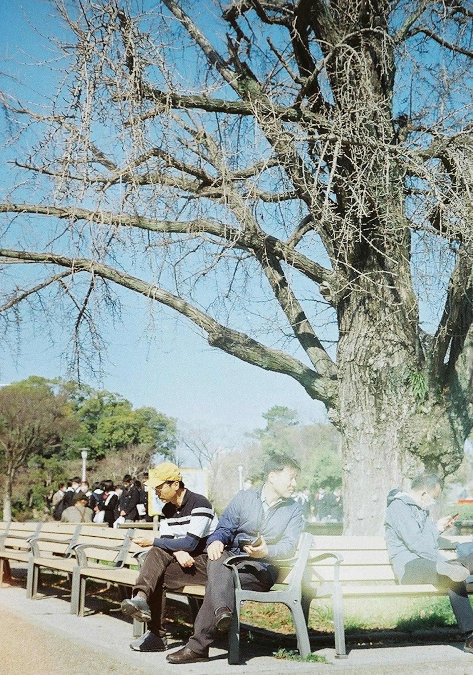 ชายสองคนที่นั่งอยู่บนม้านั่งในสวนใต้ต้นไม้ที่ไม่มีใบ