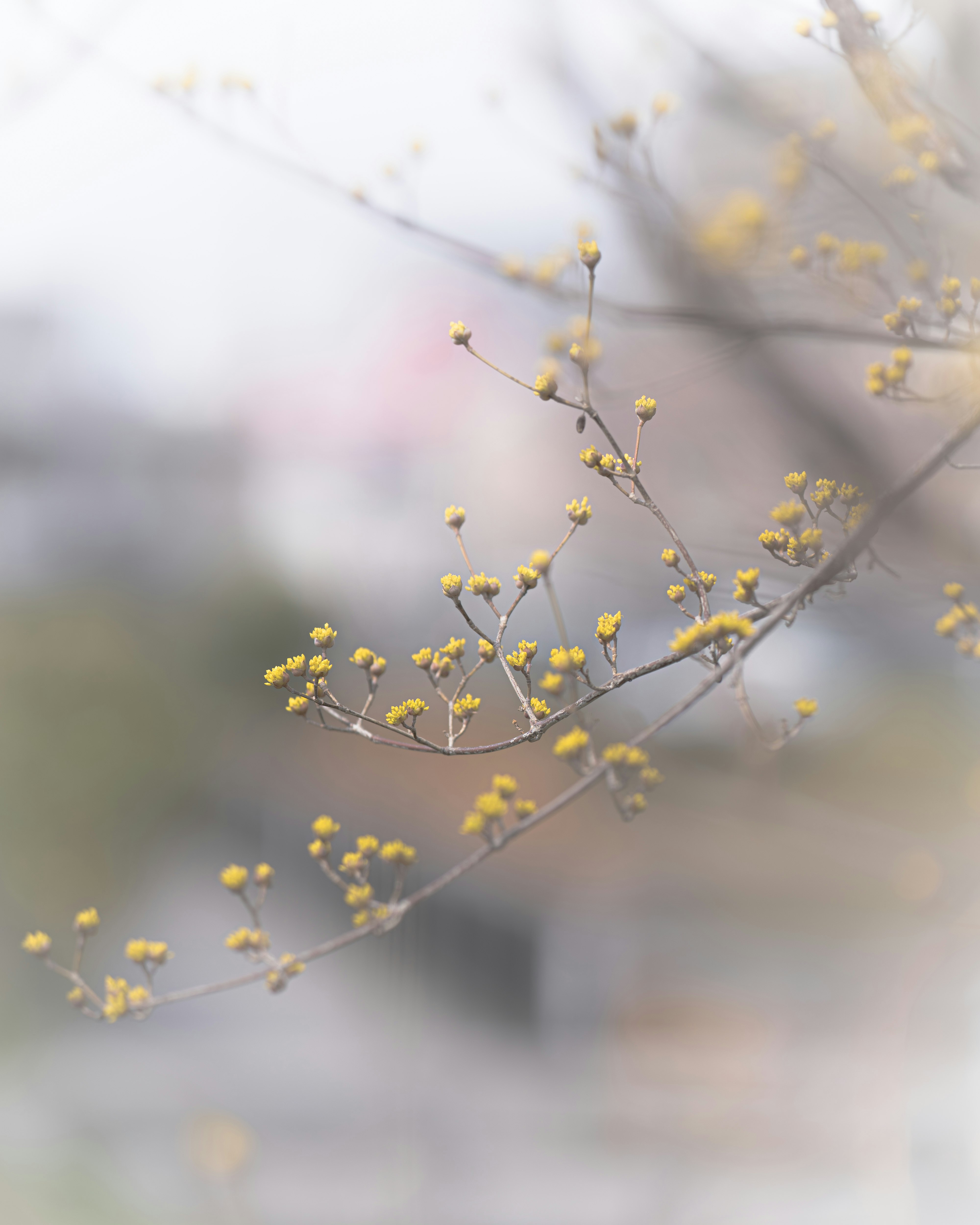 Những bông hoa vàng nhỏ mùa xuân nở trên cành với nền bokeh mềm