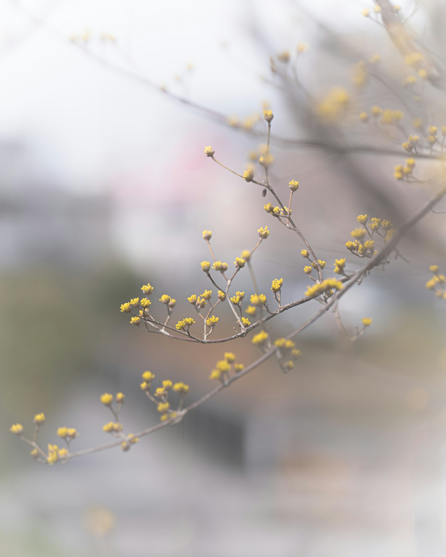 柔和背景下的黃花蕾樹枝