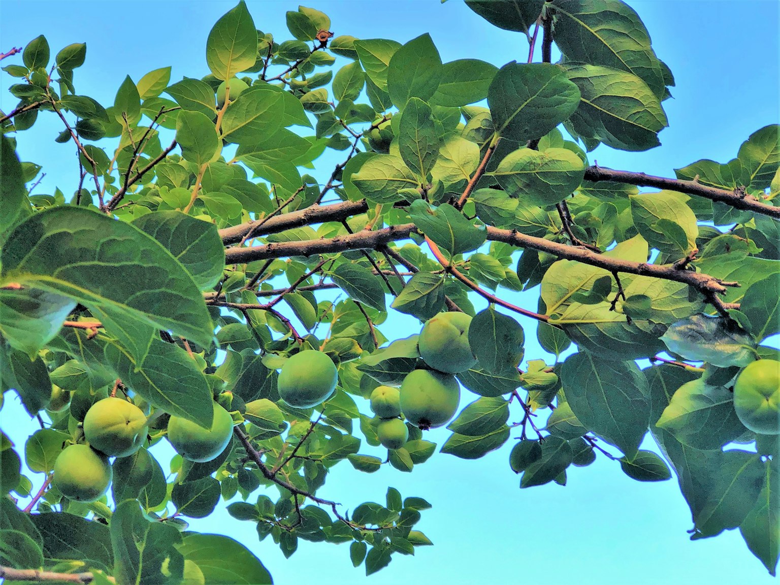 Cabang dengan daun hijau dan buah mentah di bawah langit biru