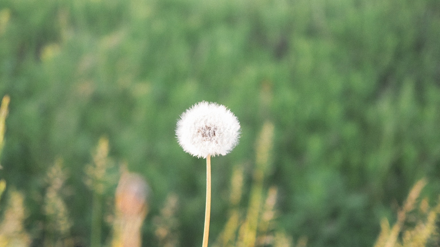 Un fiore di tarassaco bianco si erge su uno sfondo verde