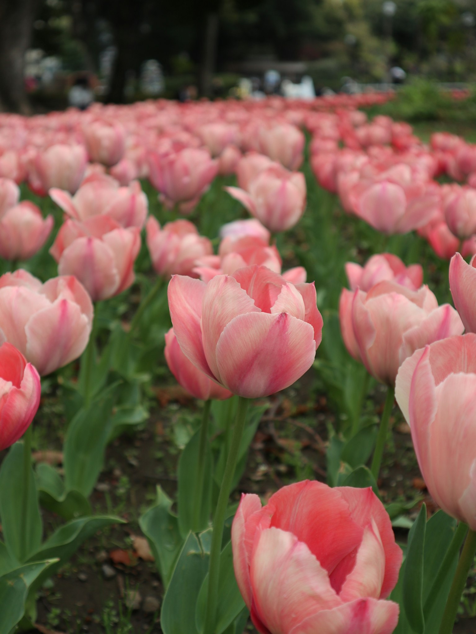 Feld mit blühenden rosa Tulpen in einem Garten