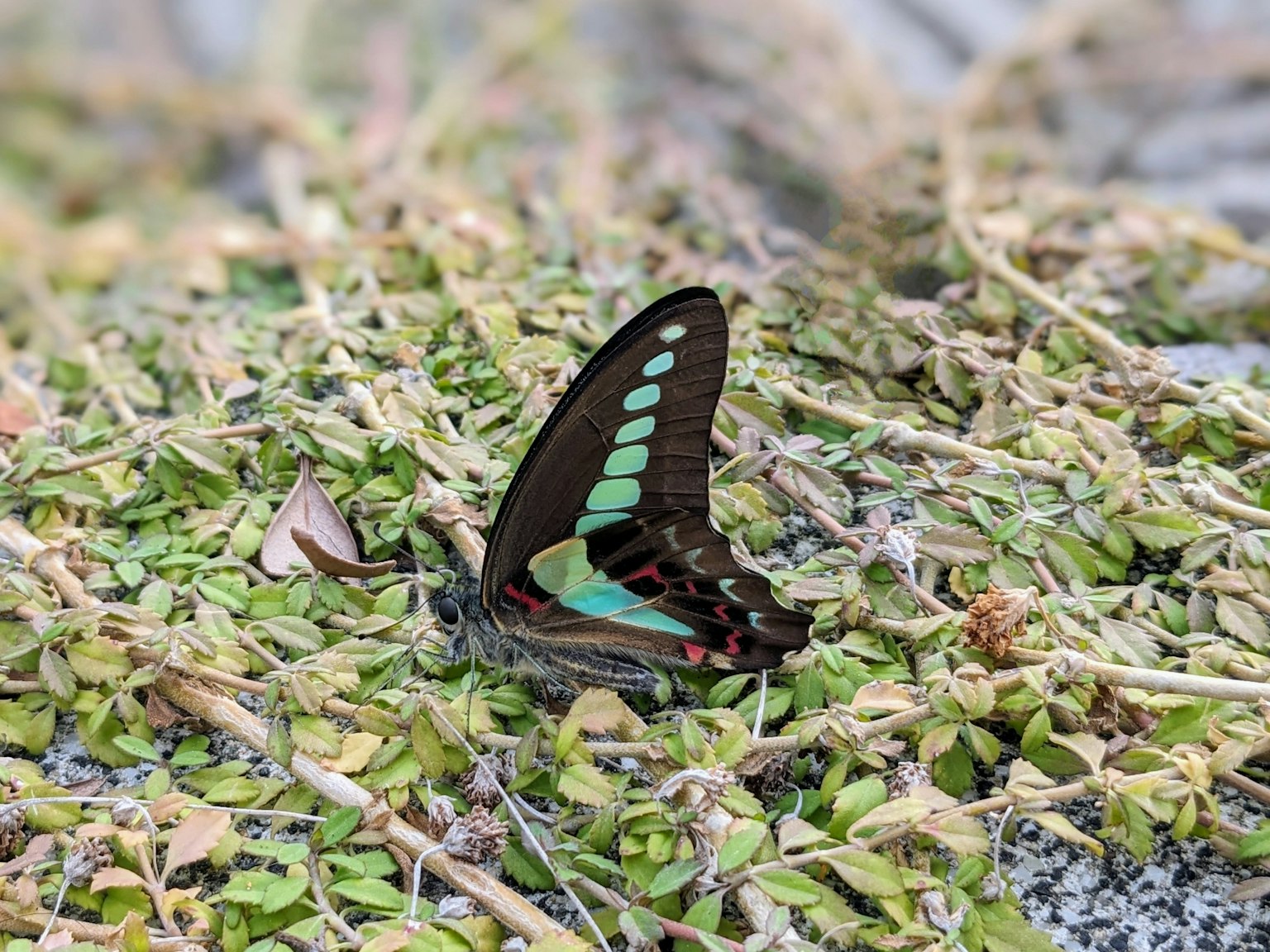 Una farfalla nera con motivi verdi sulle ali che riposa su fogliame verde