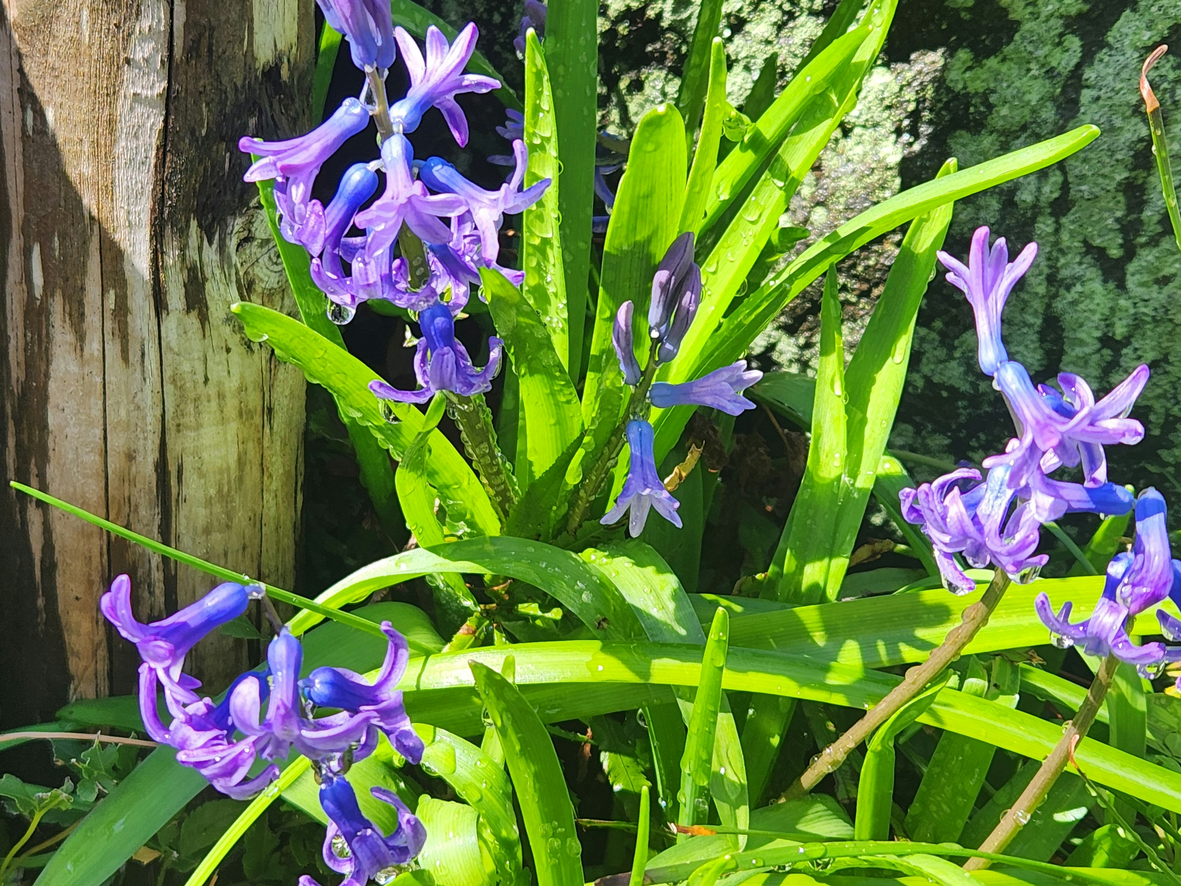 紫のヒヤシンスの花が並ぶ里山の春の庭先