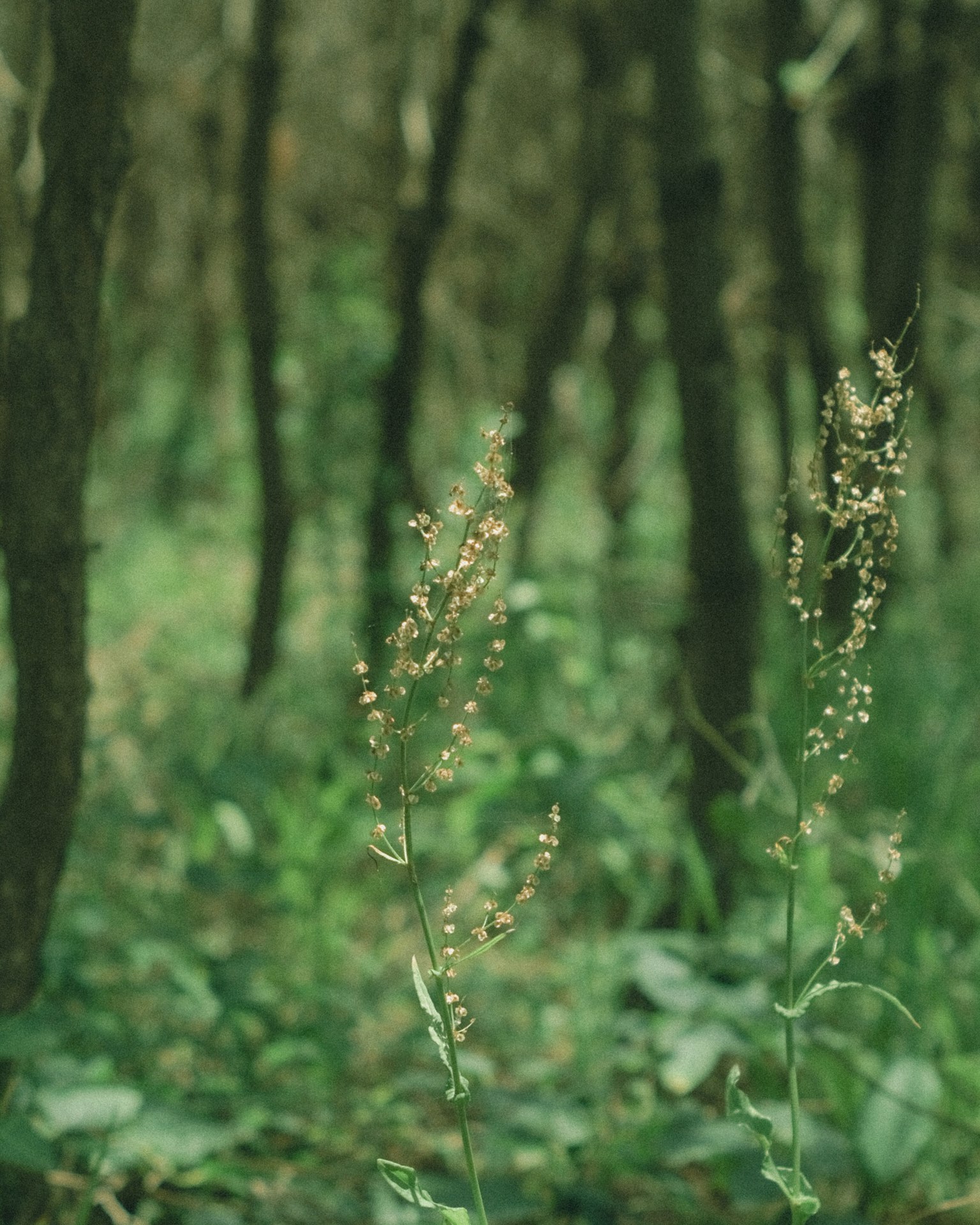 Piante con steli sottili e piccoli fiori in una foresta verde