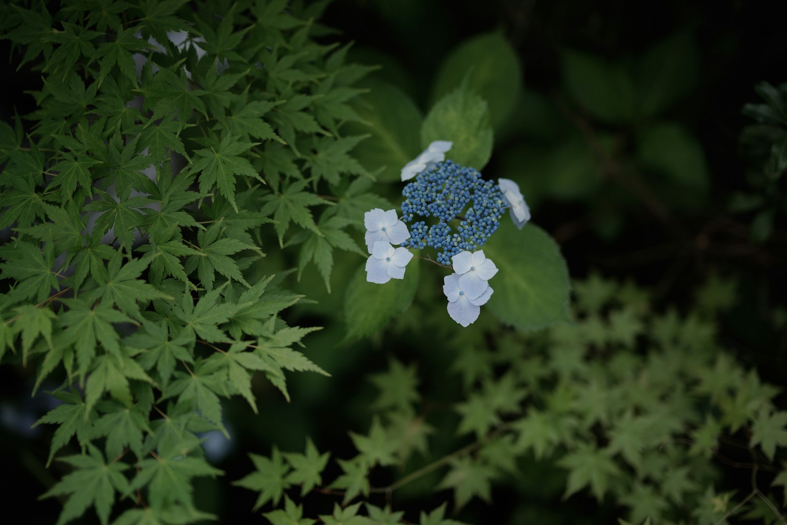 Contrasto di fiore blu con petali bianchi tra le foglie verdi
