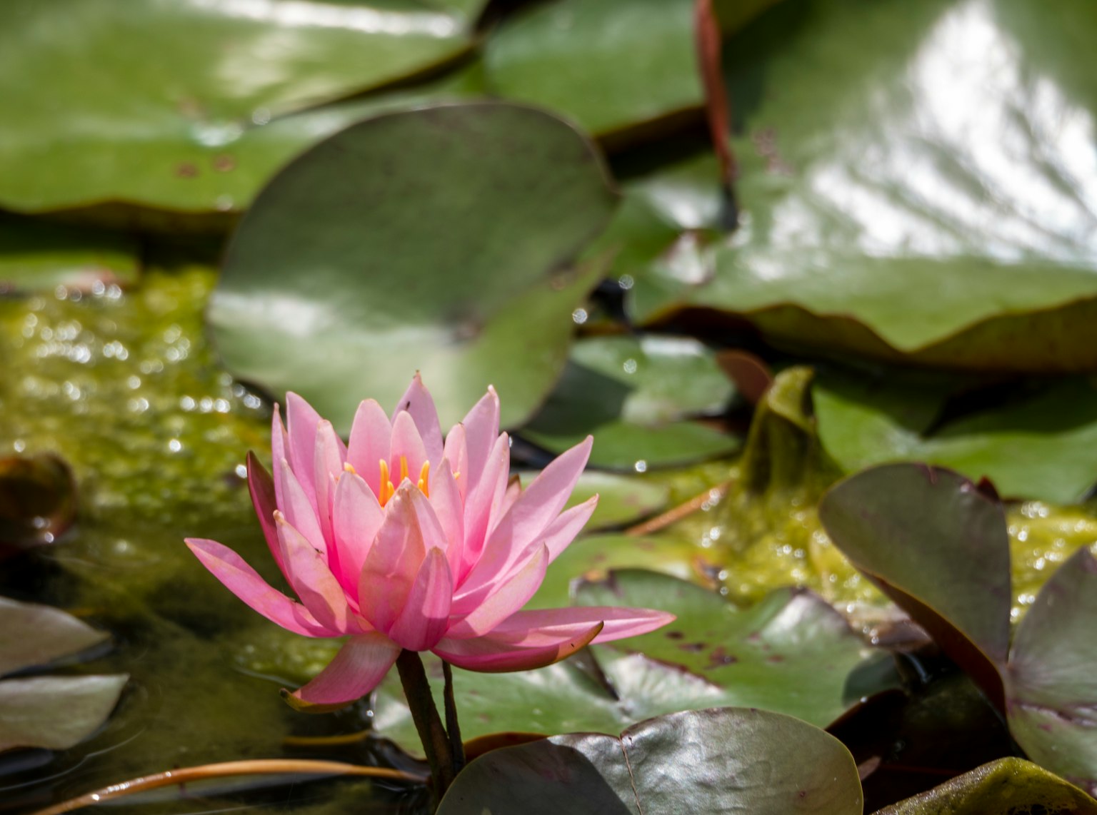 Ninfea rosa che galleggia sulla superficie con foglie verdi