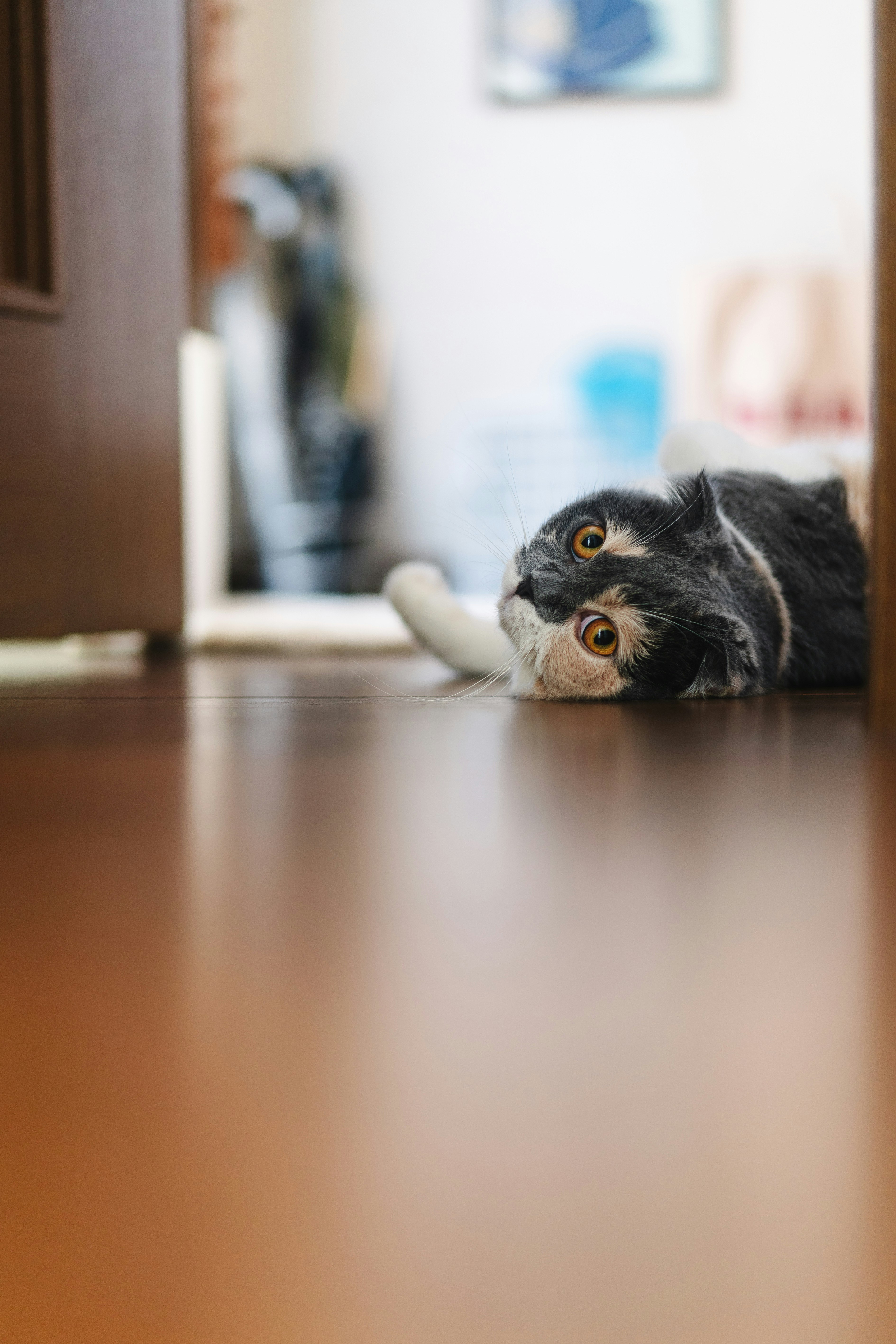 anak kucing hitam berbaring di lantai