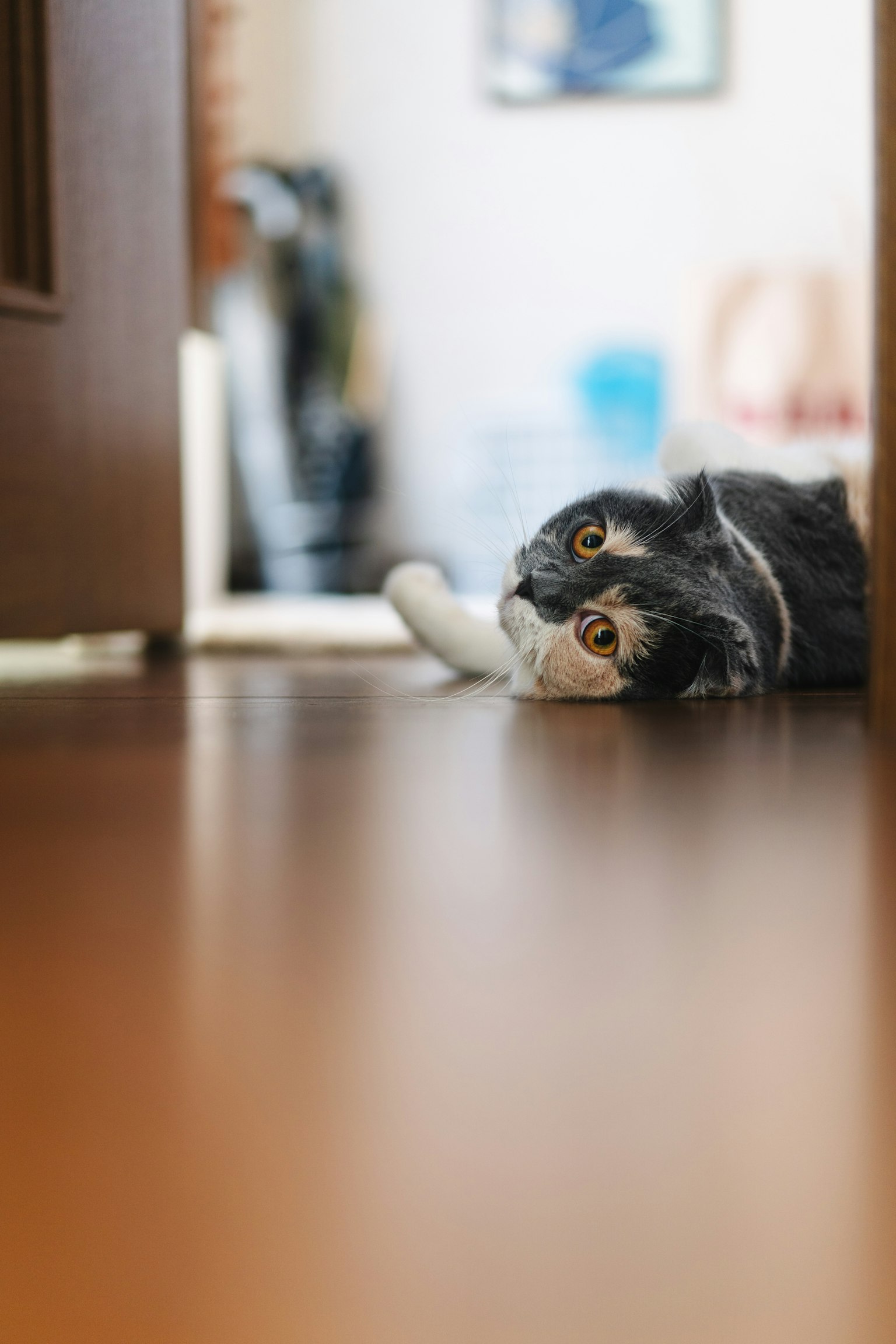 Kucing hitam dan putih yang tergeletak di lantai terlihat dari pintu