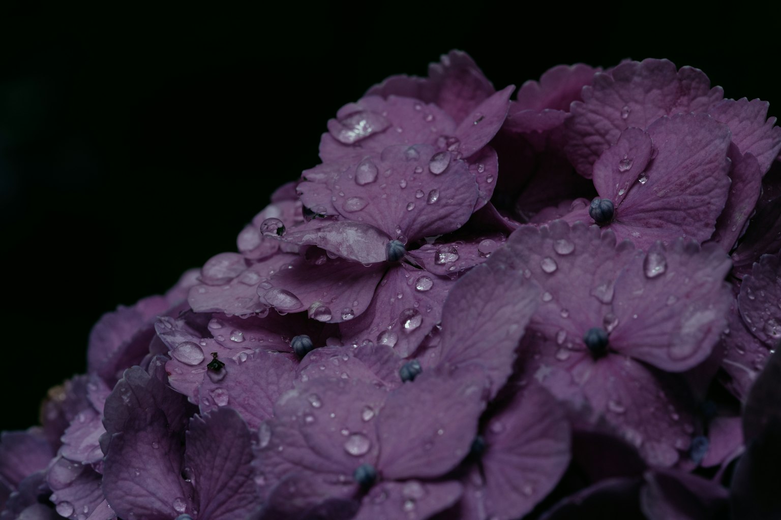 Gros plan de belles pétales de fleurs violettes avec des gouttes d'eau