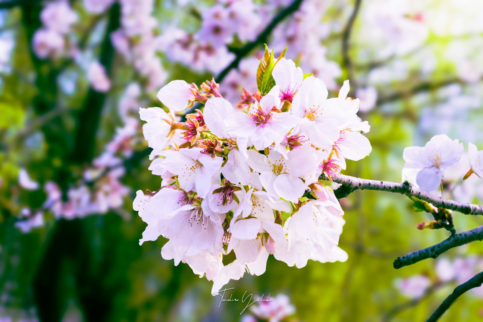 Close-up bunga sakura di cabang dengan bunga merah muda dan putih di latar belakang cerah