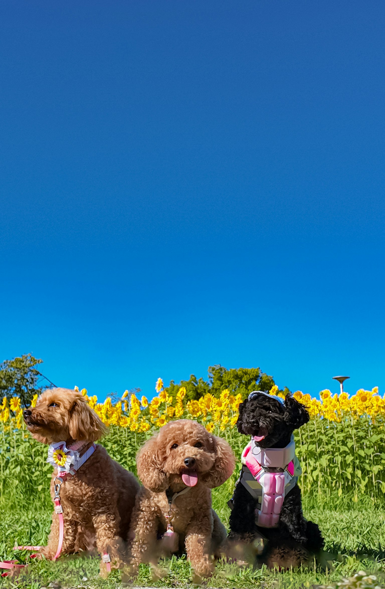 Three dogs sitting in front of sunflowers under a blue sky