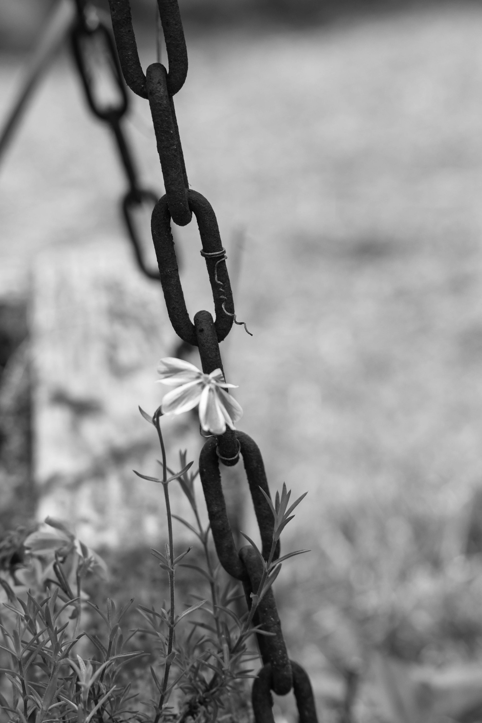 Cadena negra con una flor blanca entrelazada en una imagen en blanco y negro