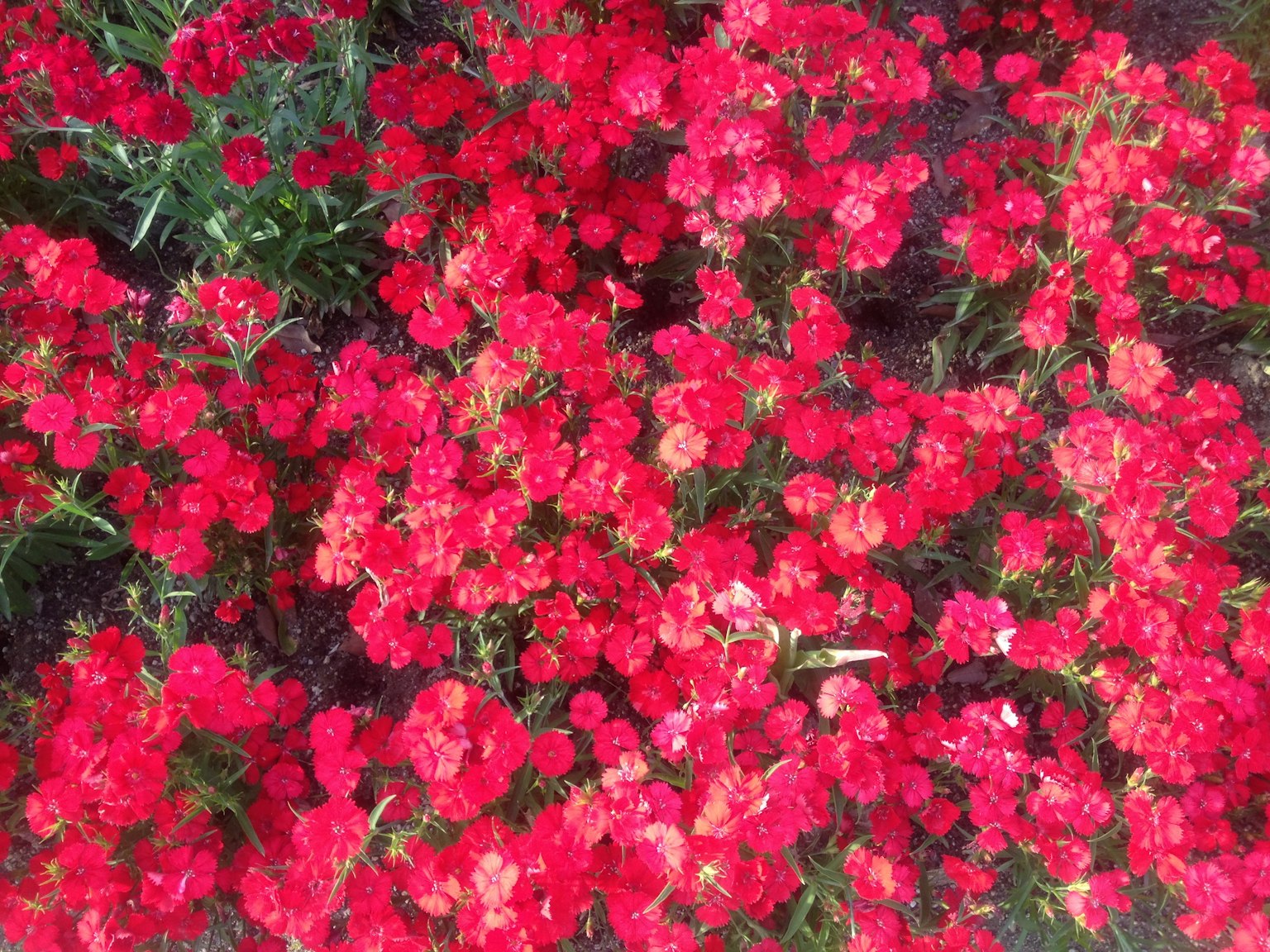 Flores rojas vibrantes floreciendo en un jardín