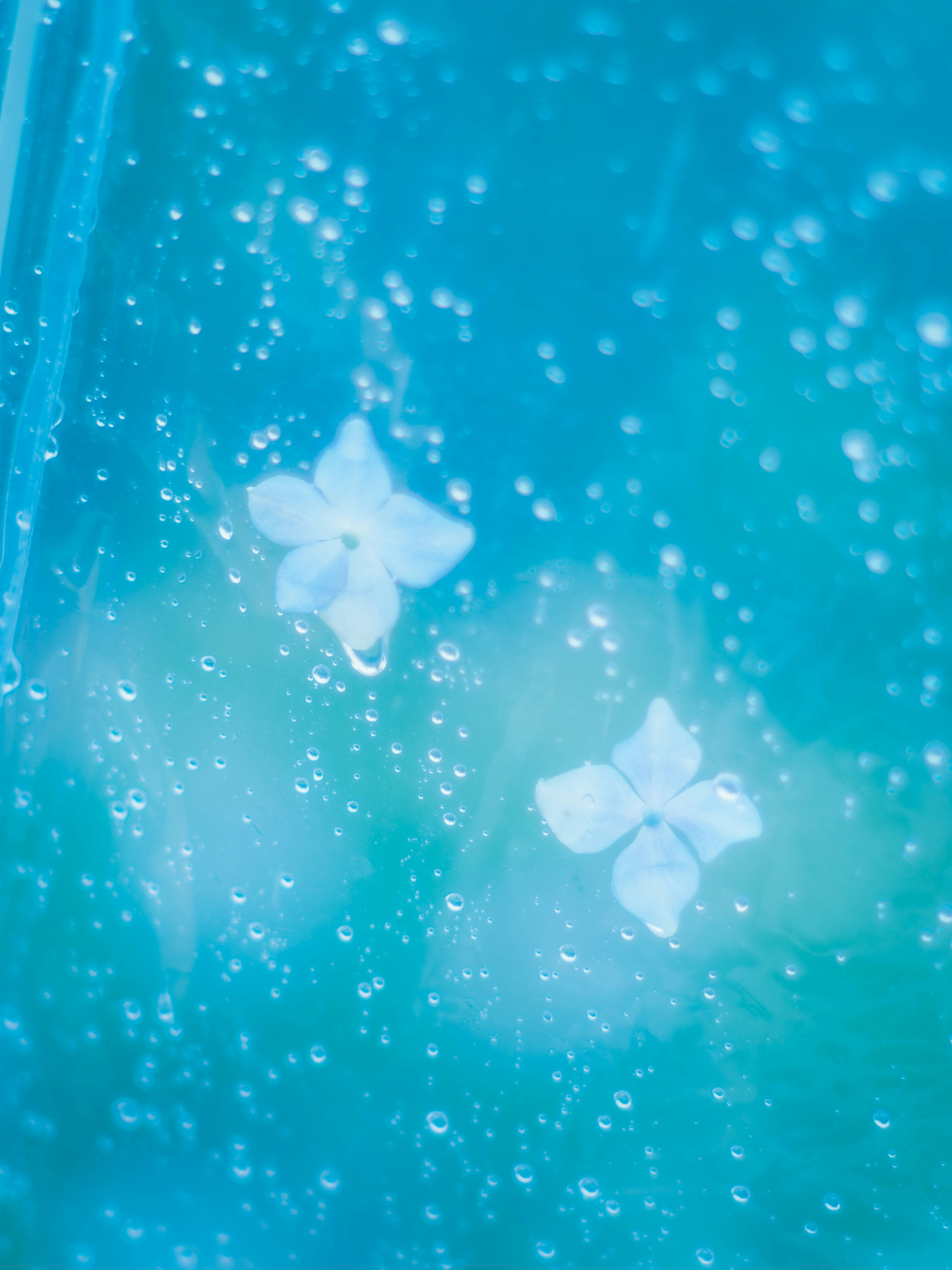 青い水中で浮かぶ白い花びら