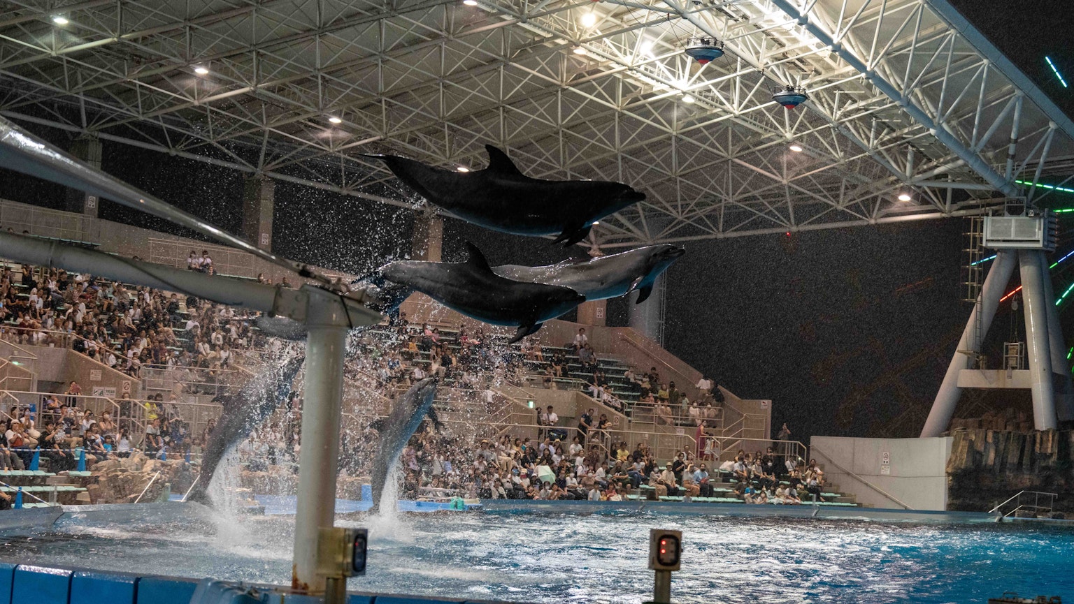 Dolphins jumping in an aquarium show with spectators watching