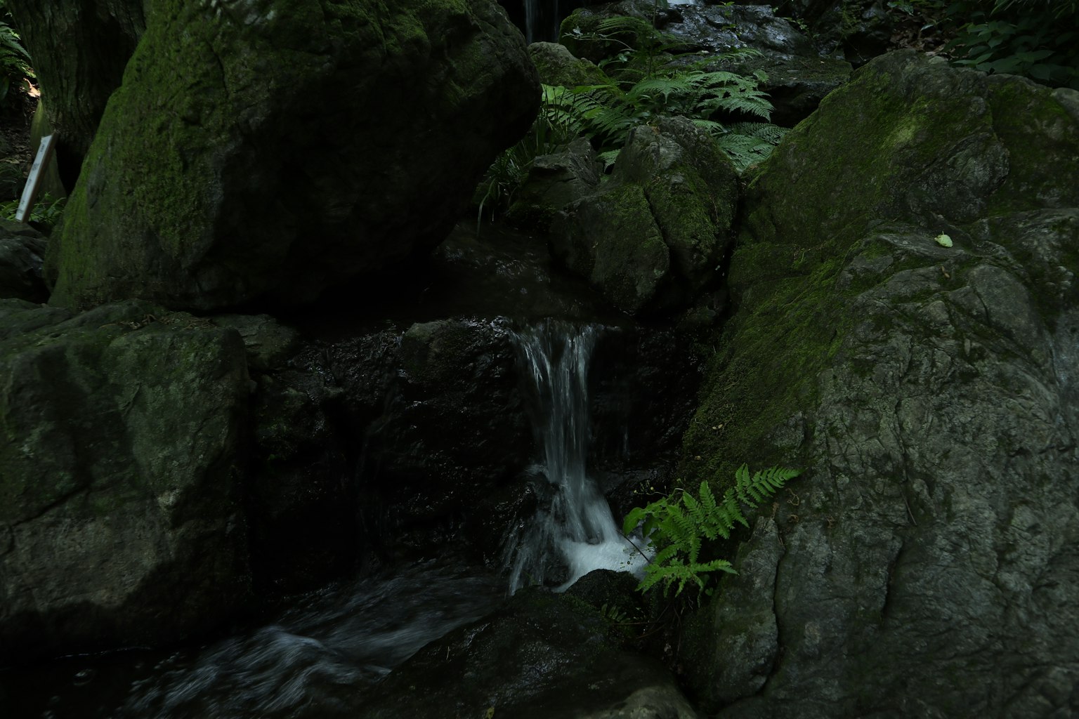 Petite cascade s'écoulant sur des rochers entourés de mousse et de fougères