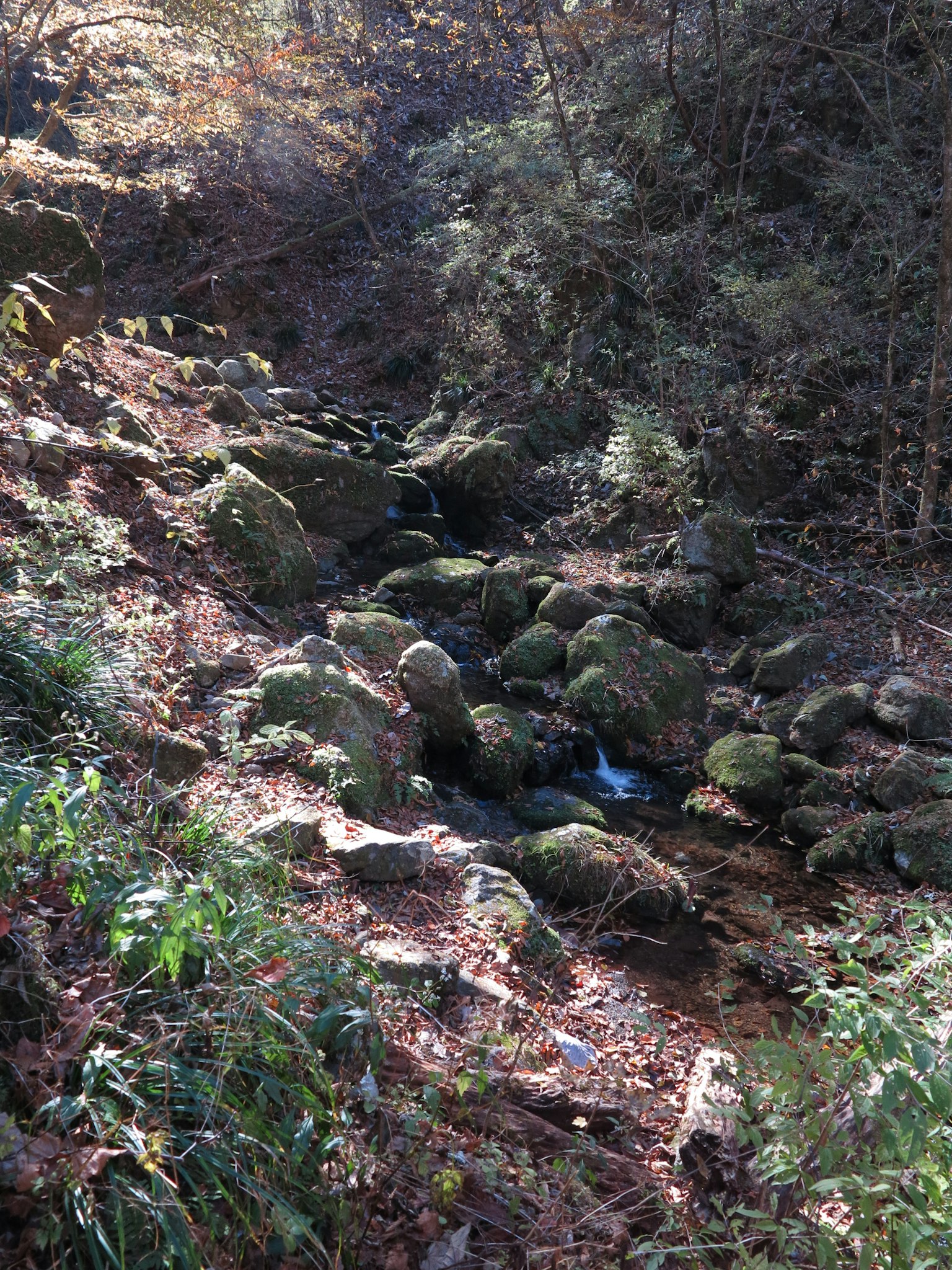 Vista panoramica di un torrente circondato da rocce e piante verdi