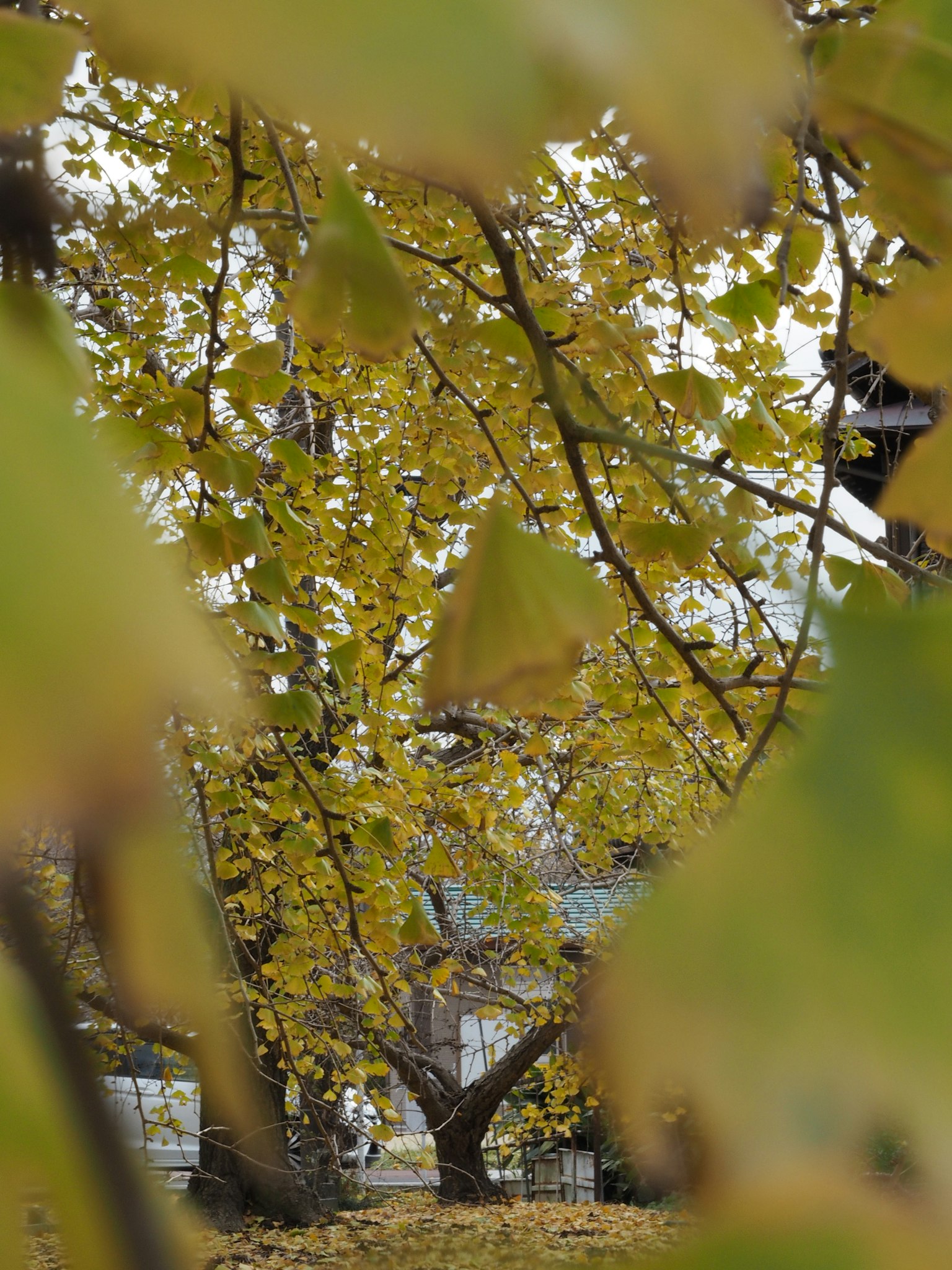 Autumn scene framed by yellow leaves