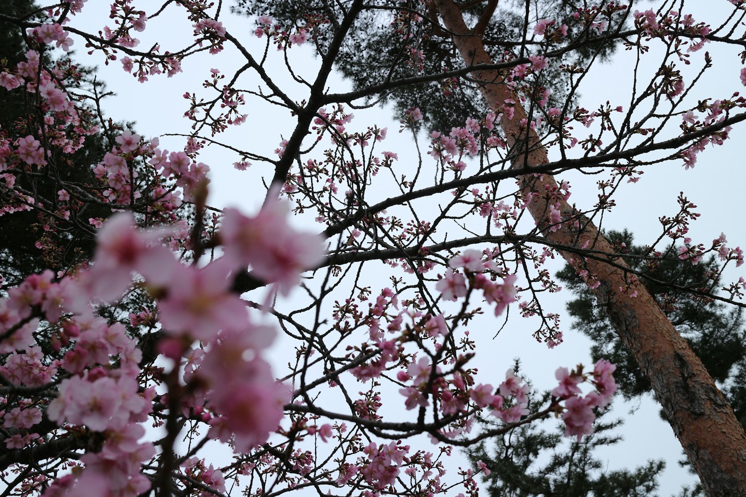 Primer plano de ramas de cerezo con flores rosas contra un cielo nublado