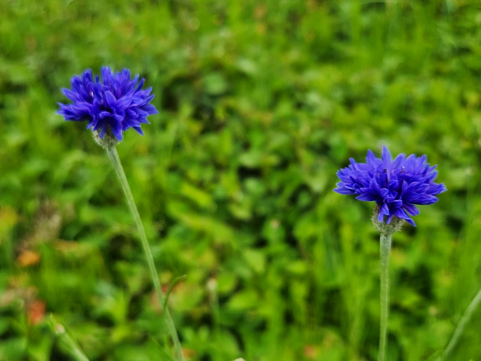 ดอกไม้สีม่วงสดใสโดดเด่นท่ามกลางพื้นหลังสีเขียว