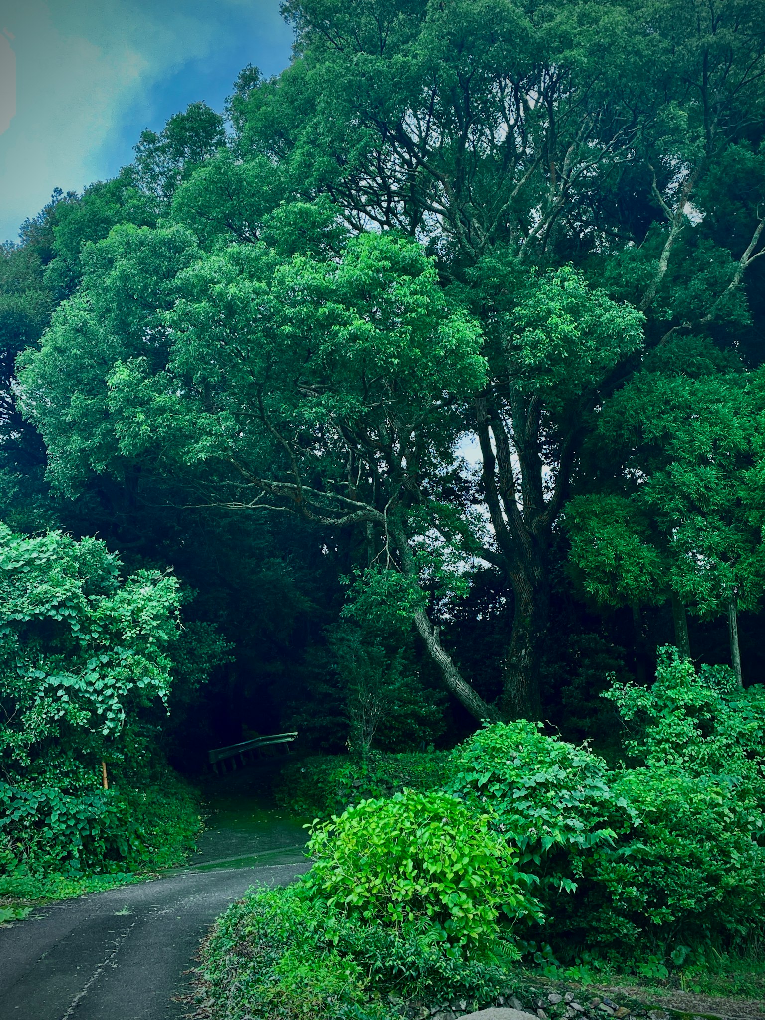 Camino sinuoso rodeado de árboles verdes exuberantes