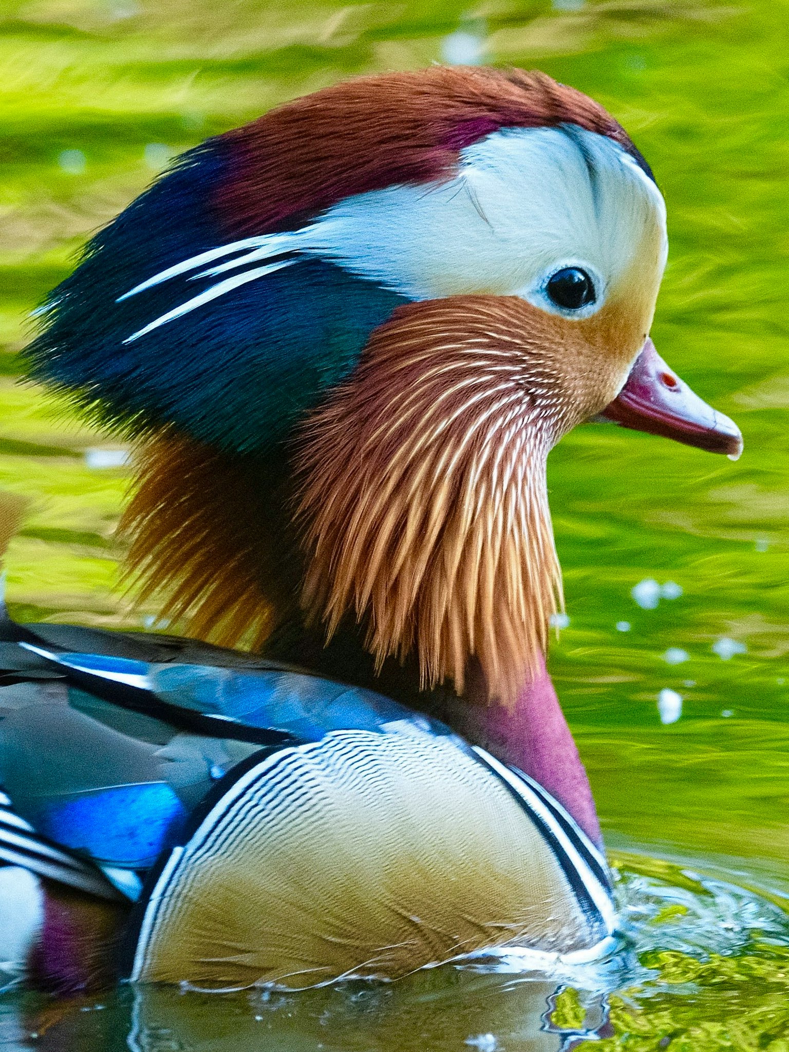 Acercamiento de un pato mandarín plumaje vibrante y superficie de agua serena