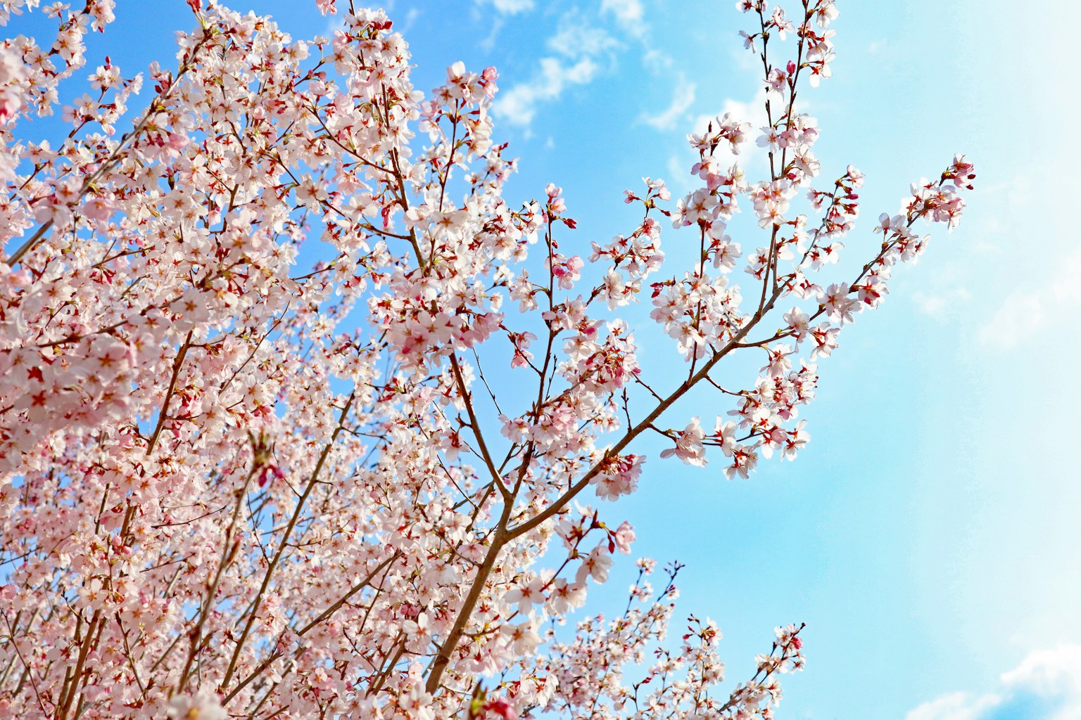Acercamiento de ramas de cerezo floreciendo bajo un cielo azul
