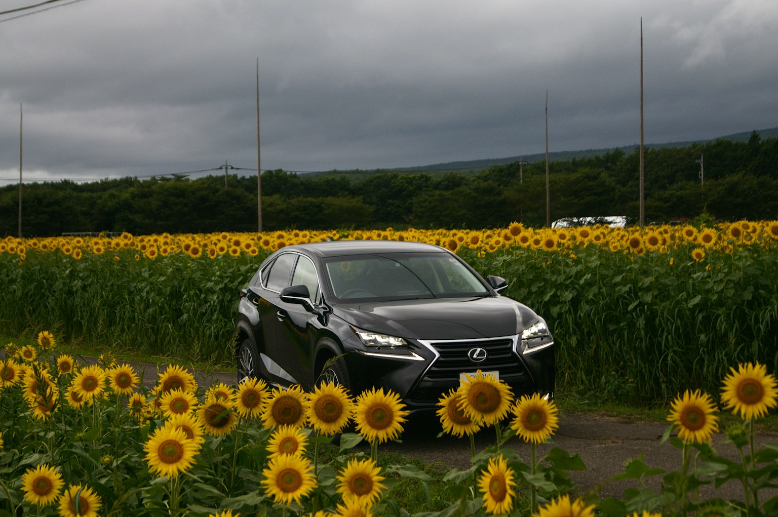 Une voiture noire roulant à travers un champ de tournesols