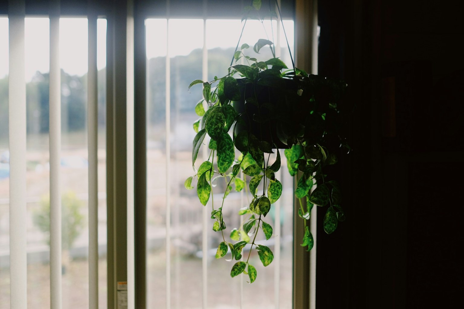 A photo of a green houseplant hanging by a window