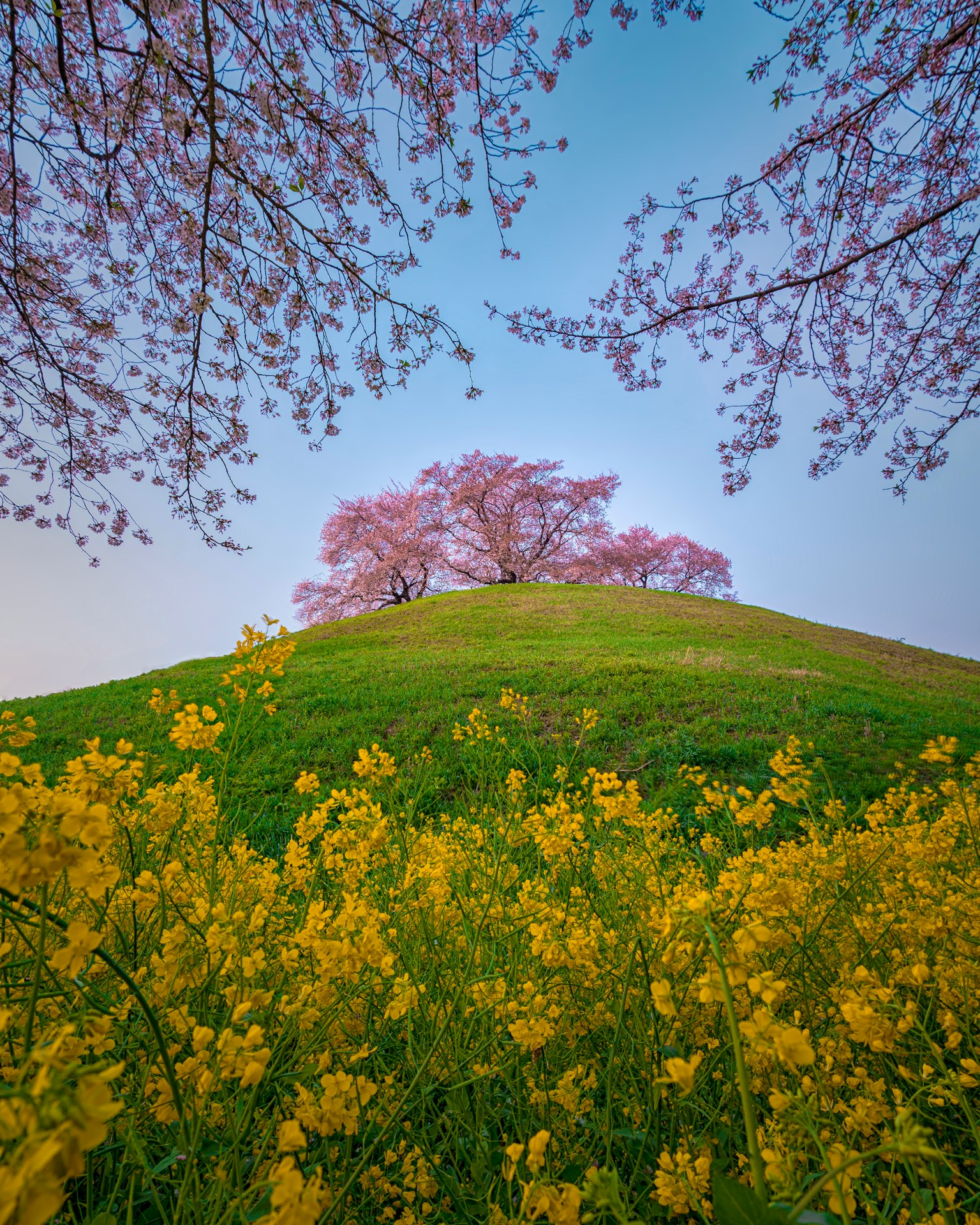 Paisaje con cerezos en flor en una colina rodeada de flores amarillas