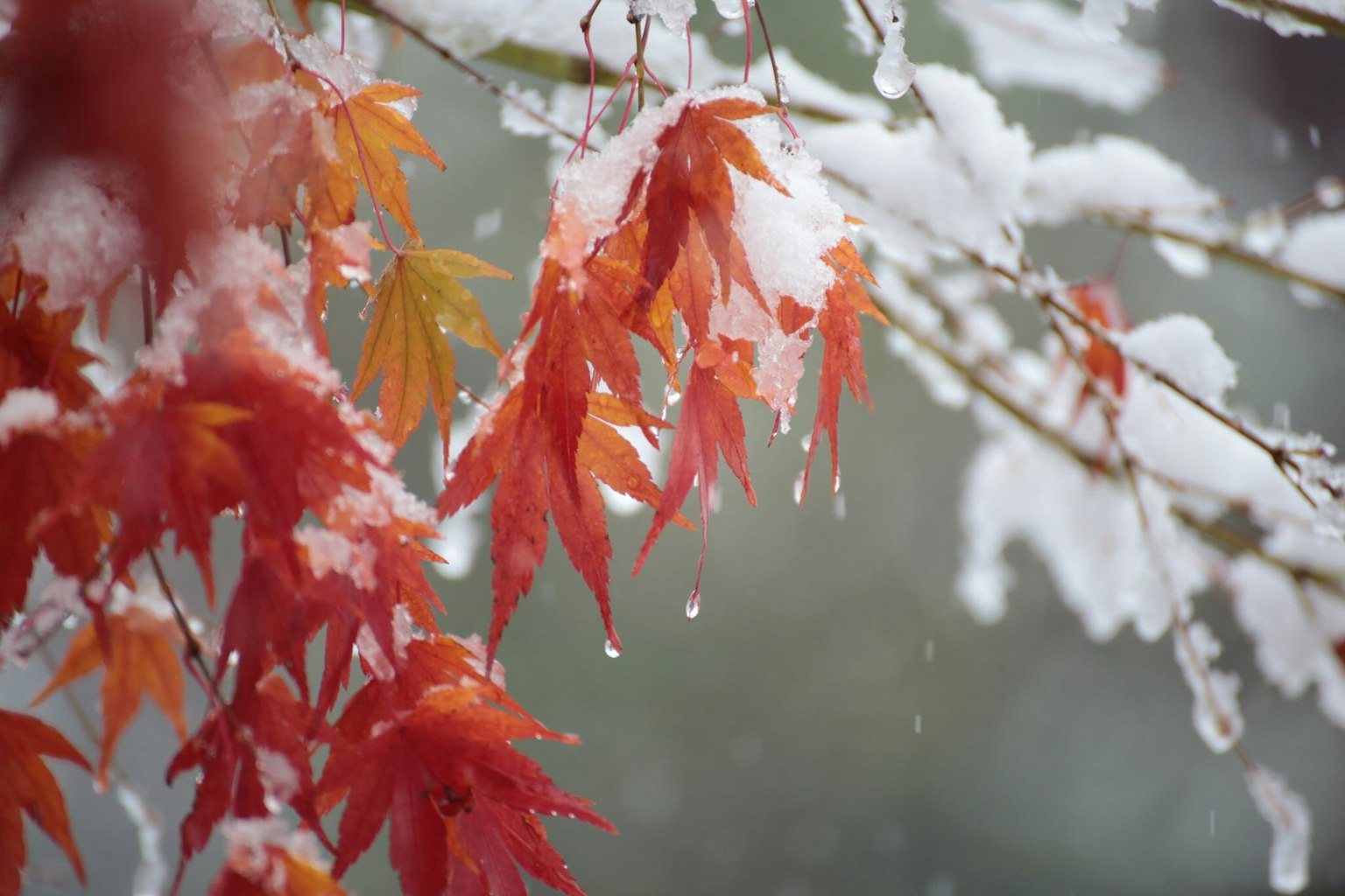 鲜红的枫叶覆盖着雪，滴水