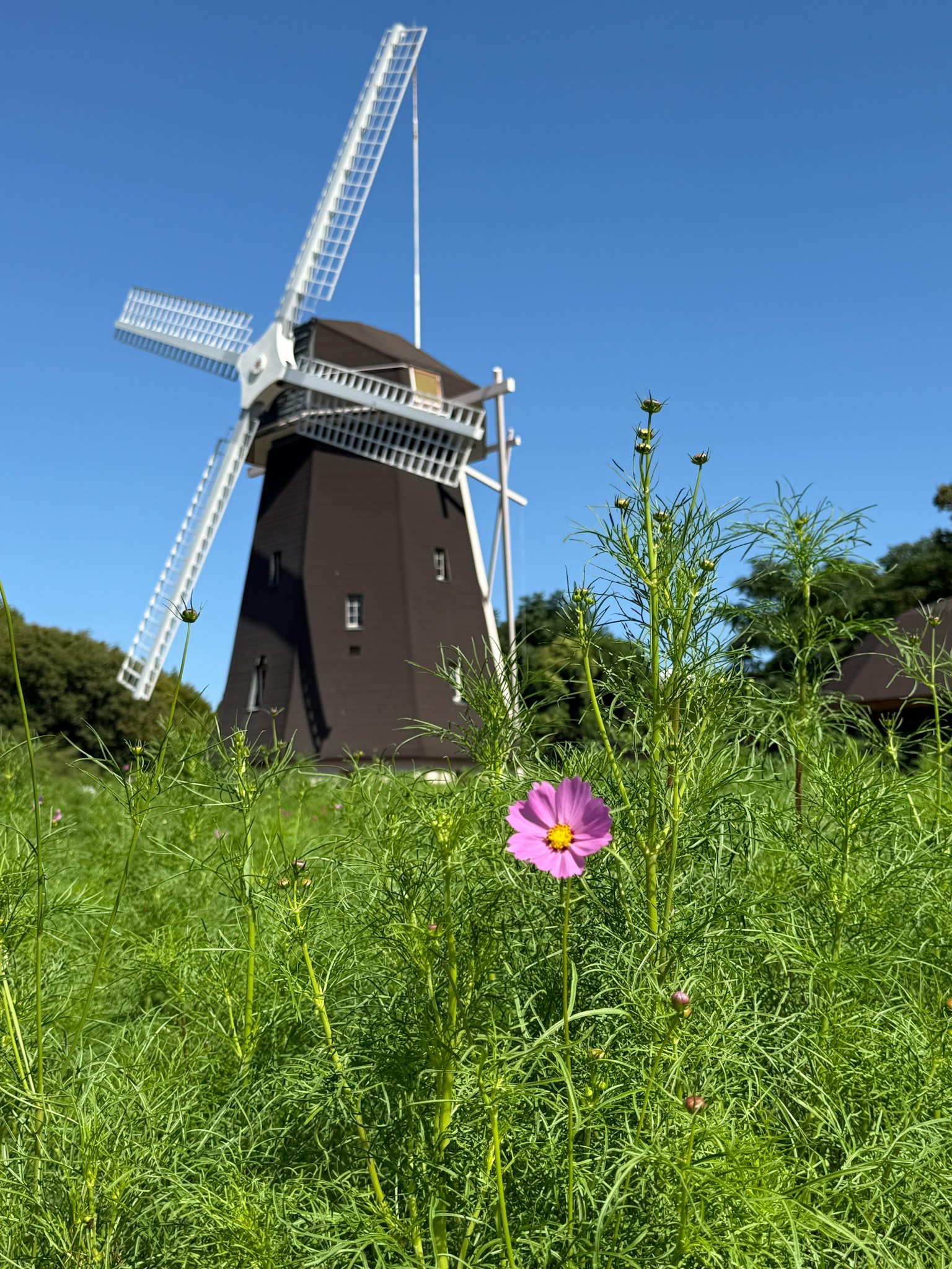 風車と草原に咲く花の風景