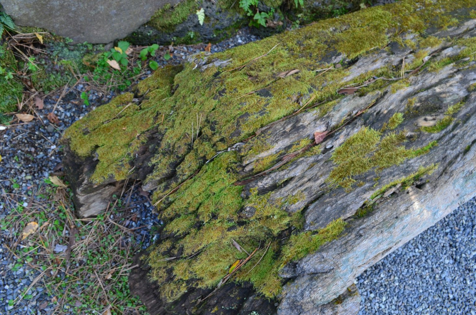 Close-up of a moss-covered log showcasing vibrant green moss and wood texture