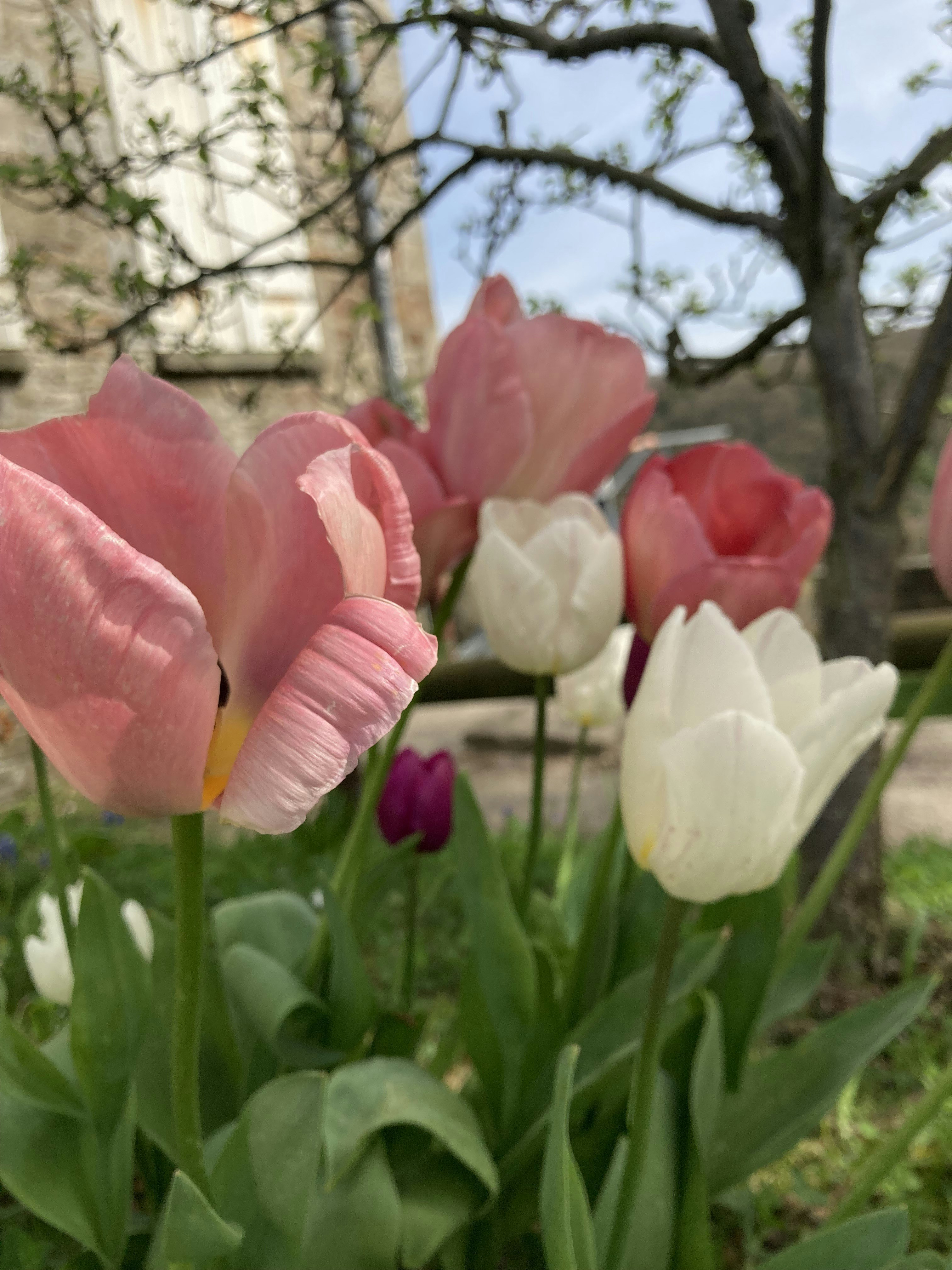 色彩鲜艳的郁金香花朵