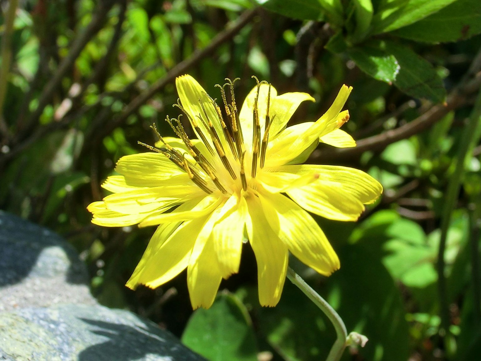 A vibrant yellow flower surrounded by green leaves