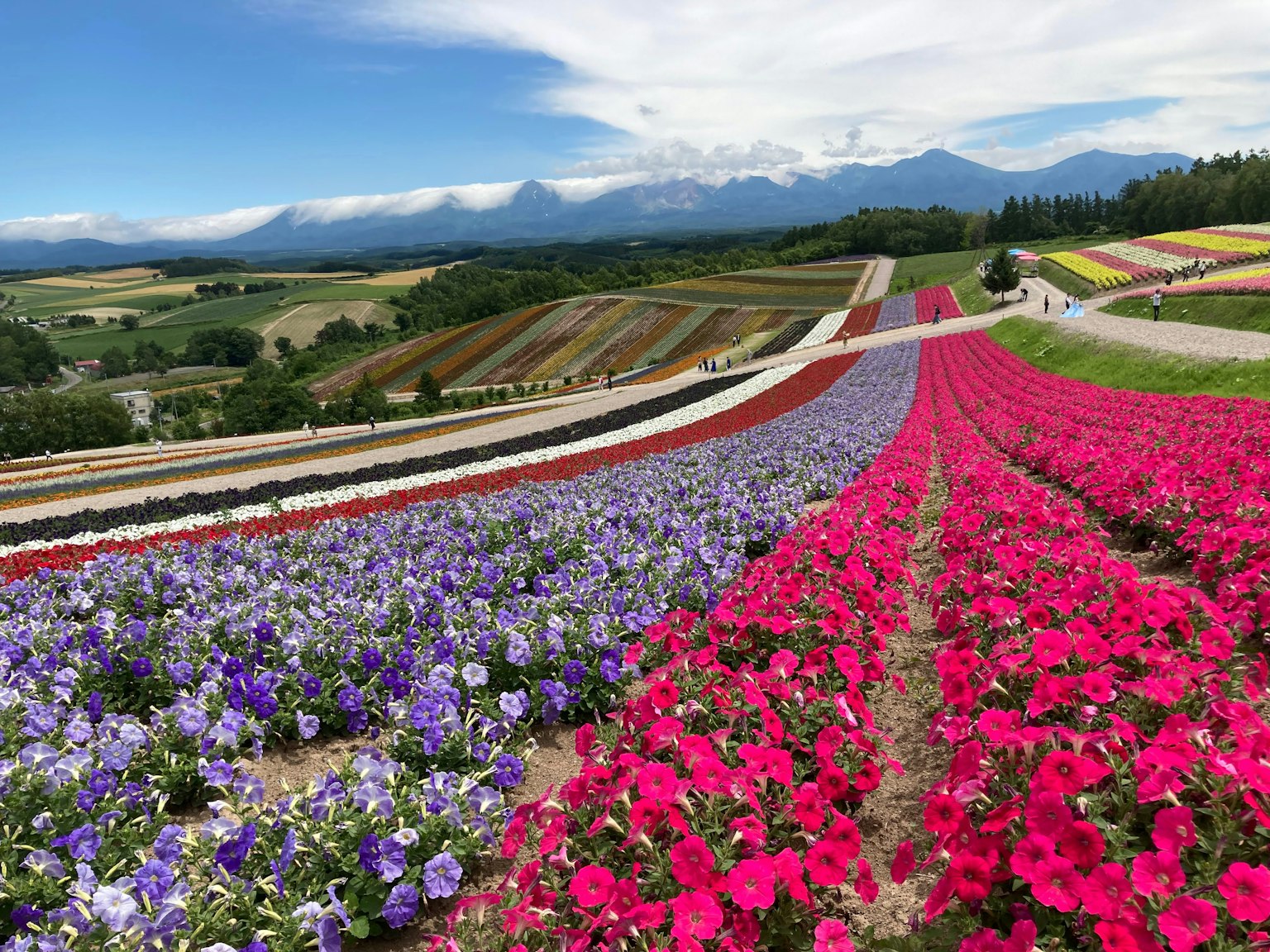生機勃勃的花田，色彩斑斕的花朵和背景中的山脈