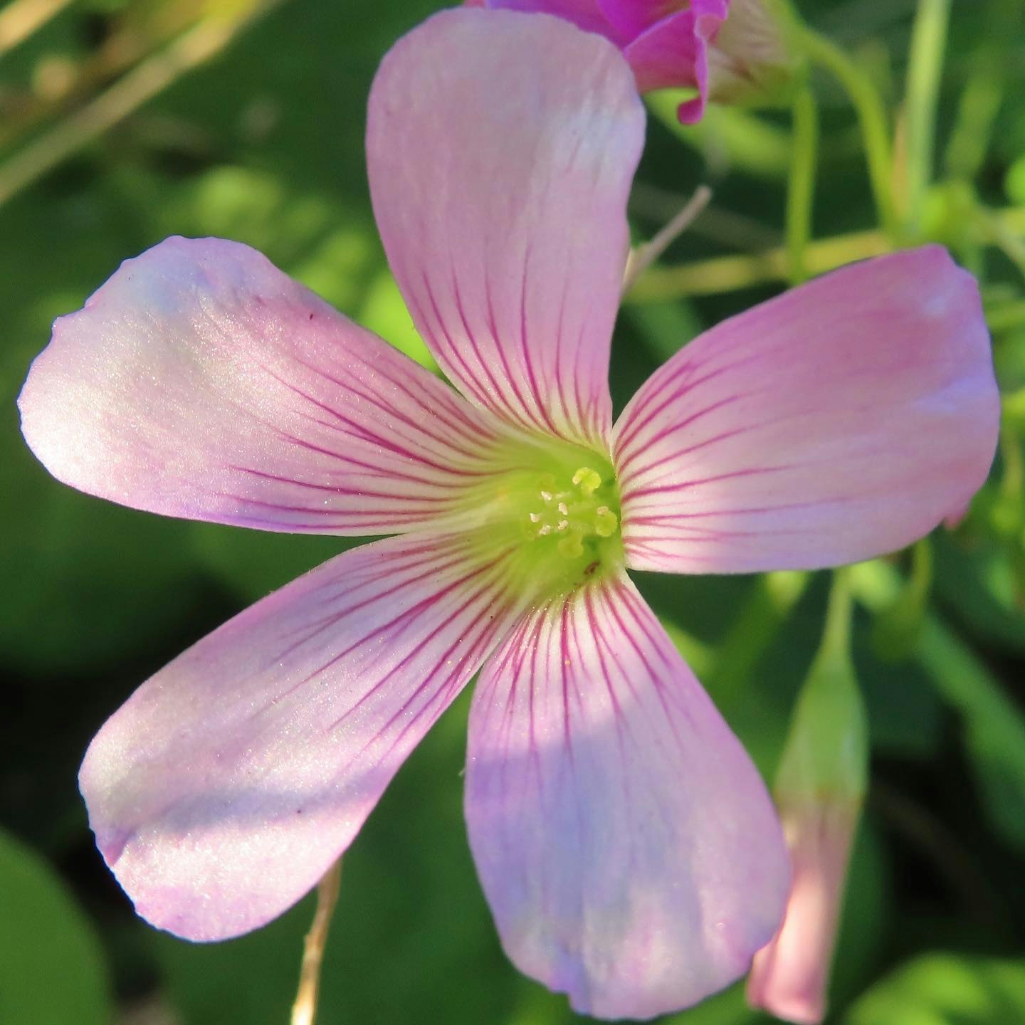 Gros plan d'une fleur avec des pétales roses pâles sur fond de feuilles vertes