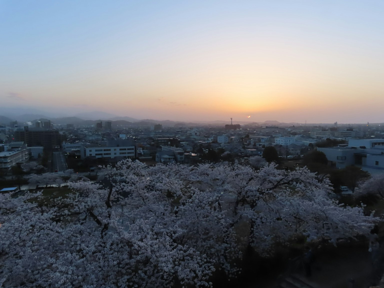 Vista panoramica dei fiori di ciliegio con un tramonto sullo sfondo
