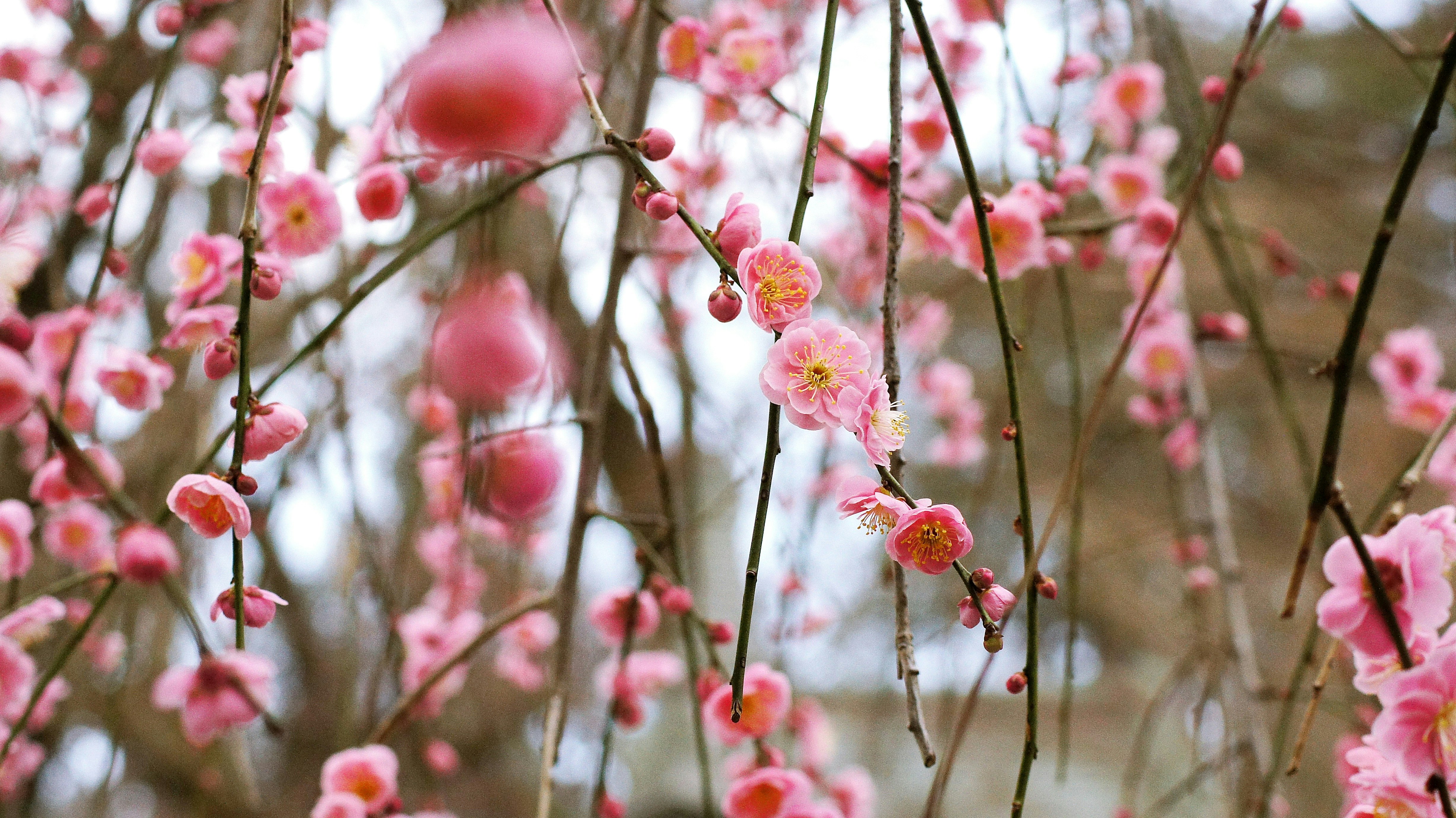 桃色の花が枝に咲く春の花景色