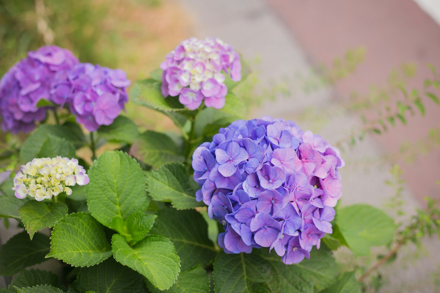 Fiori di ortensia colorati che fioriscono vicino a foglie verdi