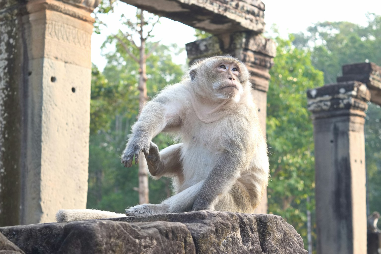 Image d'un singe assis sur une pierre dans un site historique