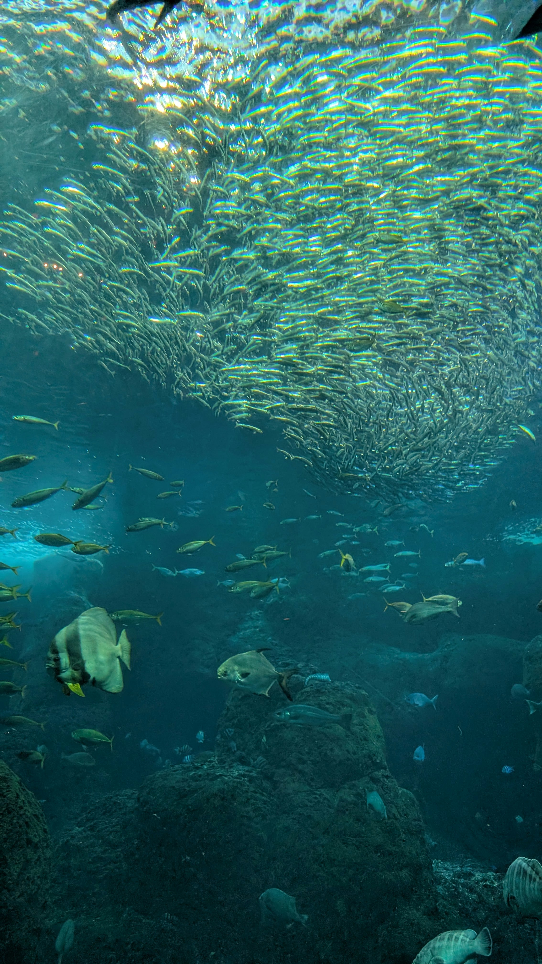 海中を群れで泳ぐ魚とサンゴ礁のような岩場の景色