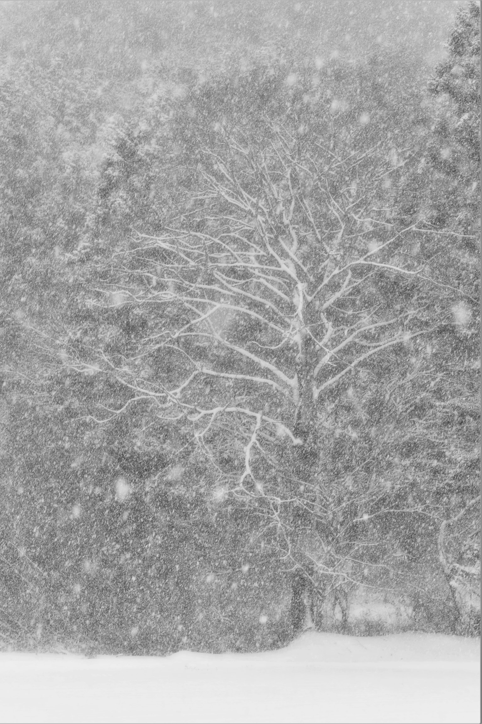 Silhouette di un albero in forte nevicata con sfondo sfocato