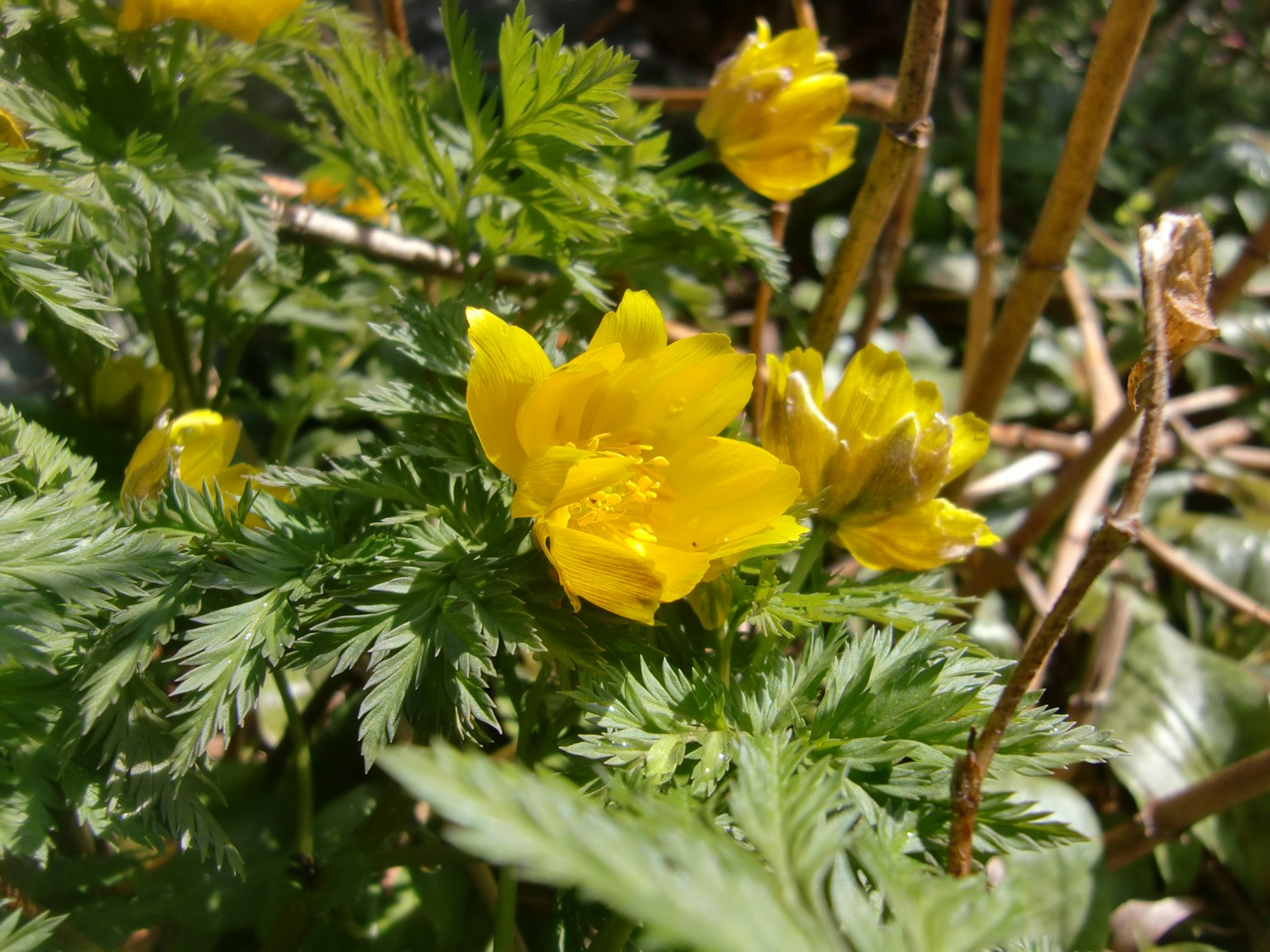 Nahaufnahme von leuchtend gelben Blumen an einer Pflanze mit grünen Blättern