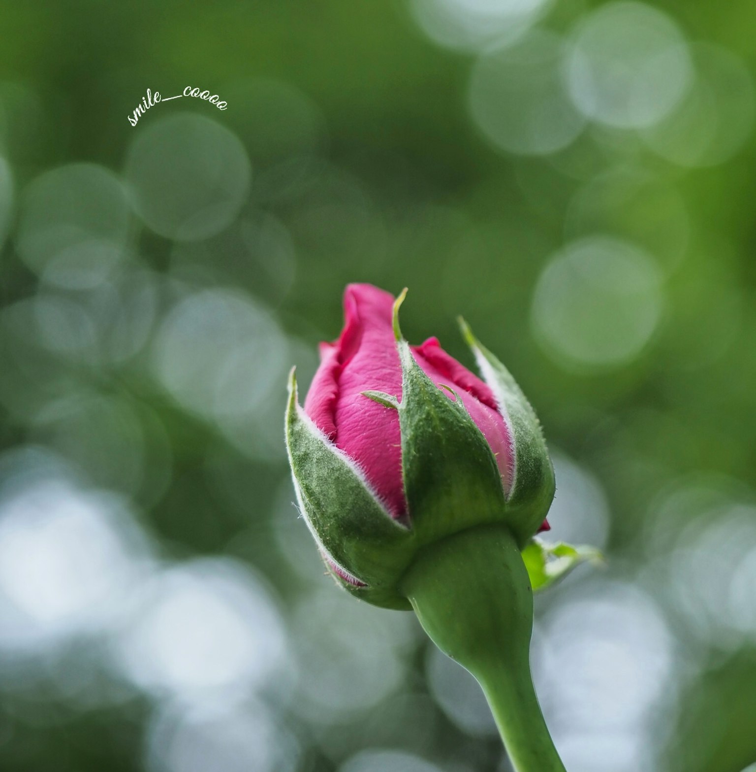 Un bocciolo di rosa rosa magnificamente posizionato su uno sfondo verde