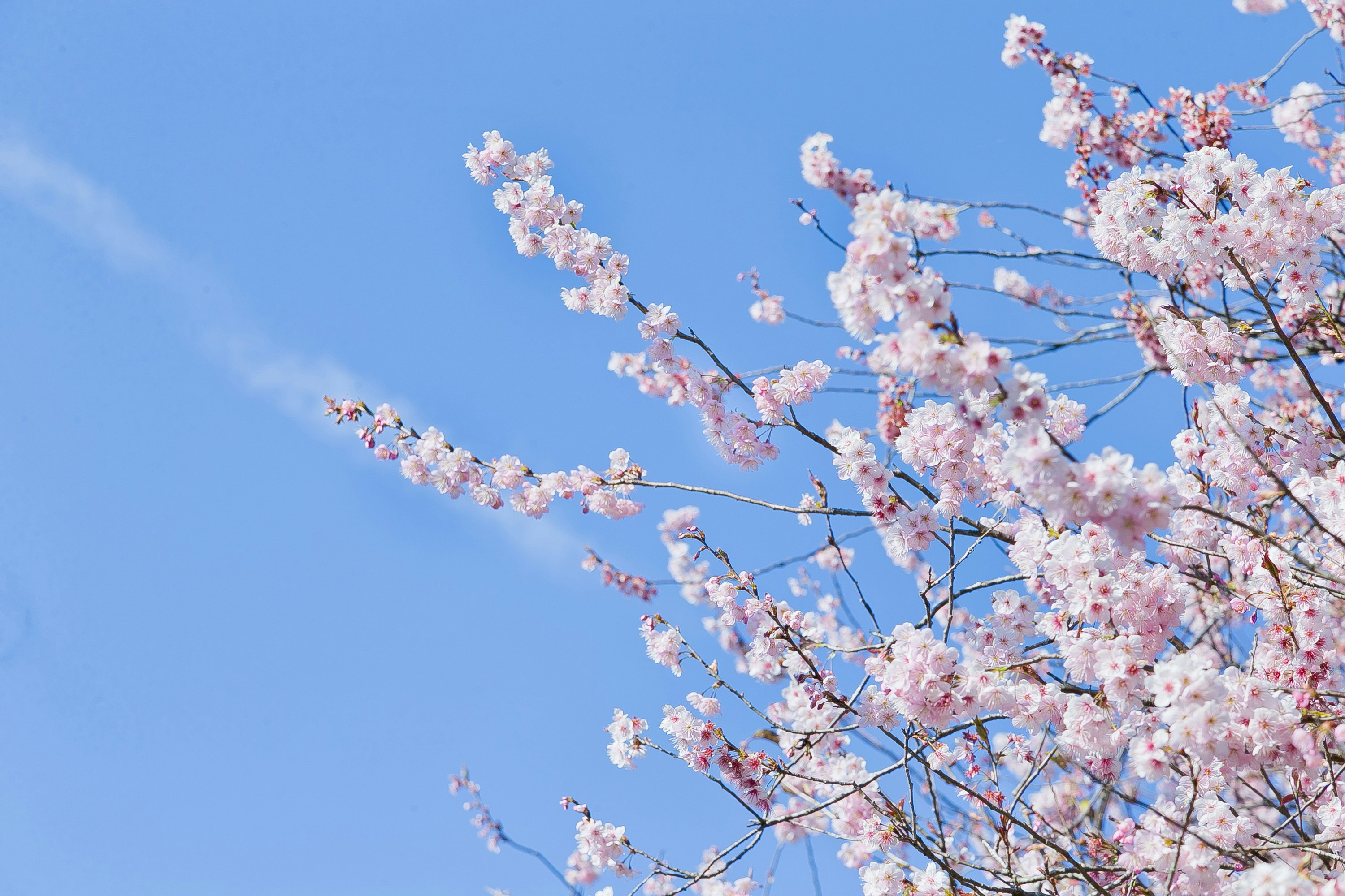 青空に映える桜の花の枝