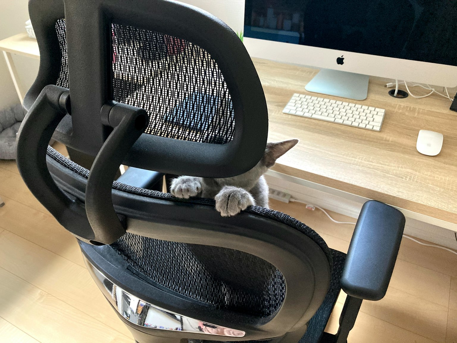Zampe anteriori di un gatto visibili sul retro di una sedia da ufficio