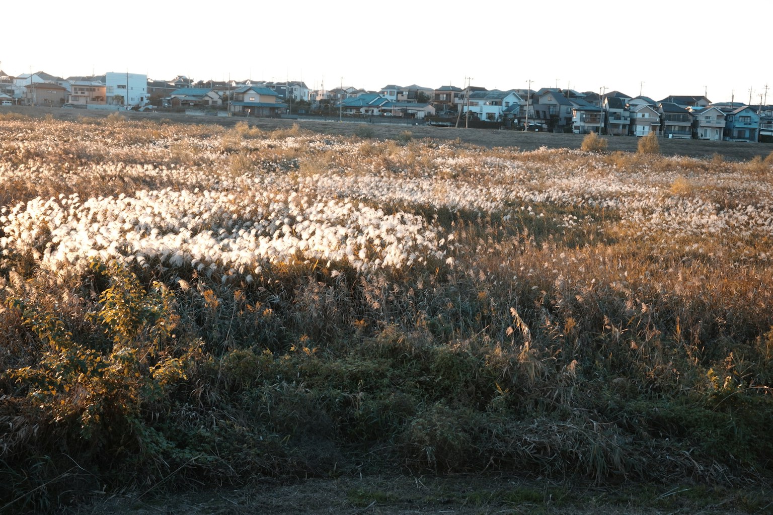 被柔和晚光照亮的广阔草原，背景有房屋
