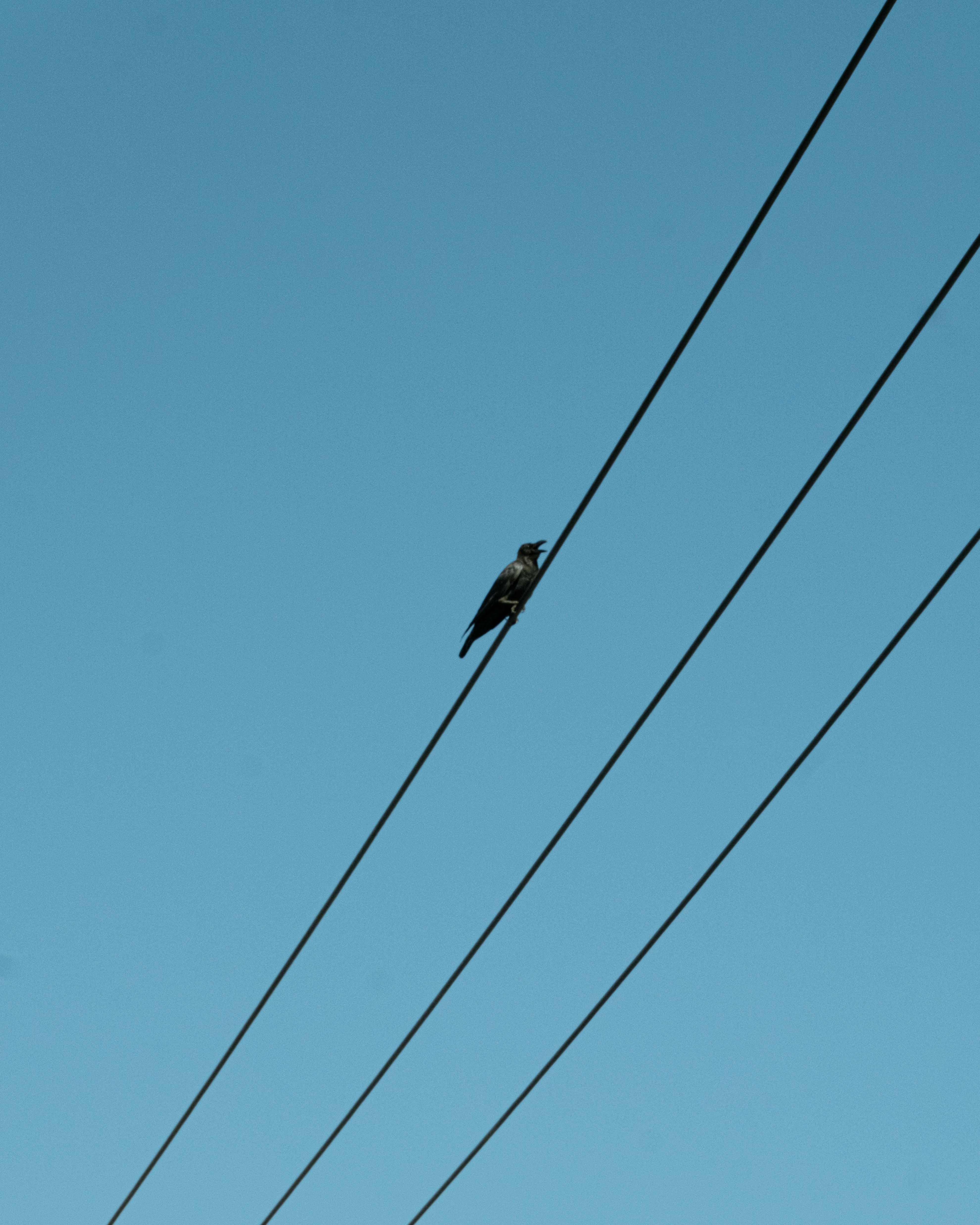 青空の下で電線にとまるカラス